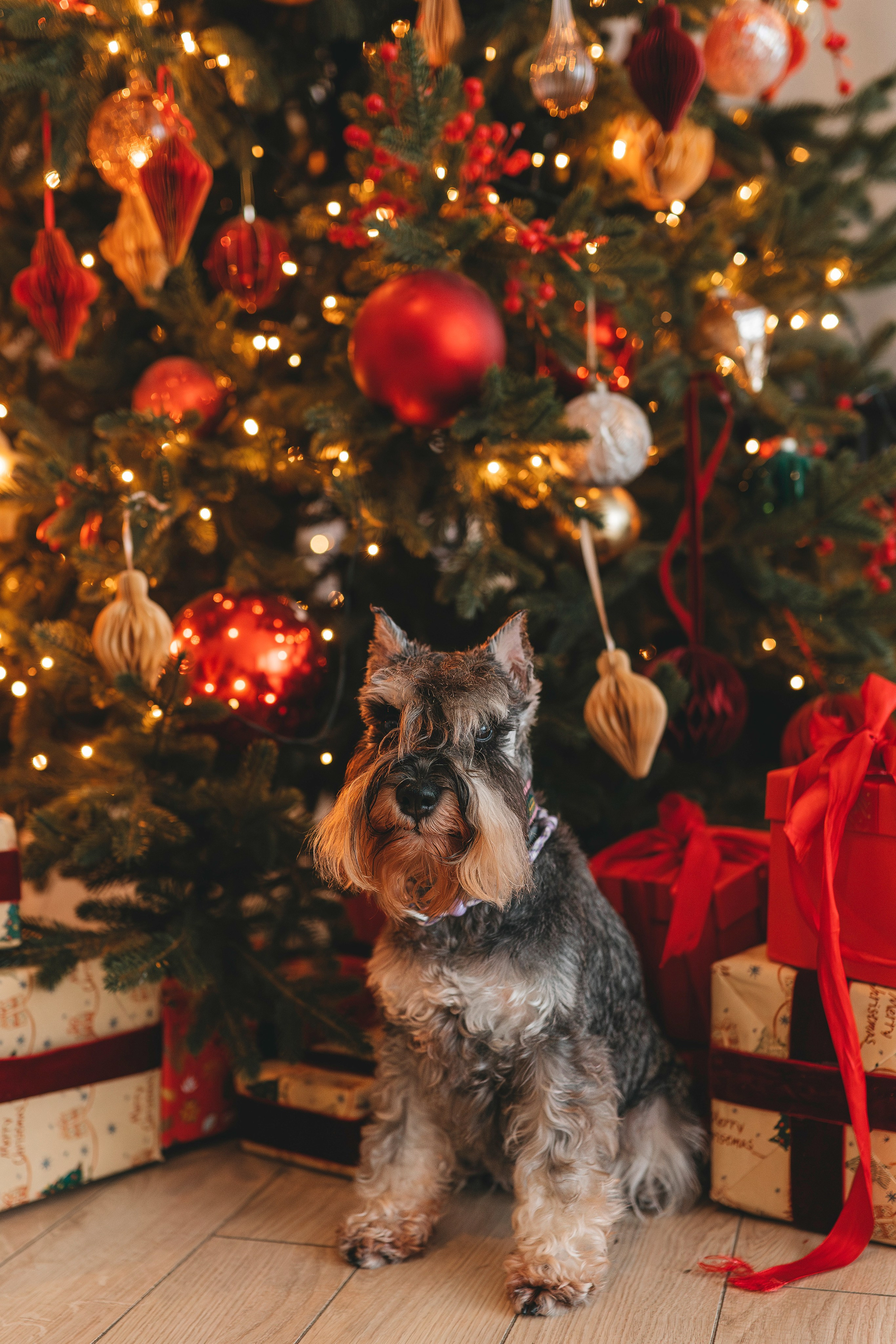 Ольга и Сатори. Фотограф анималист в Спб недорого Олеся Майорова