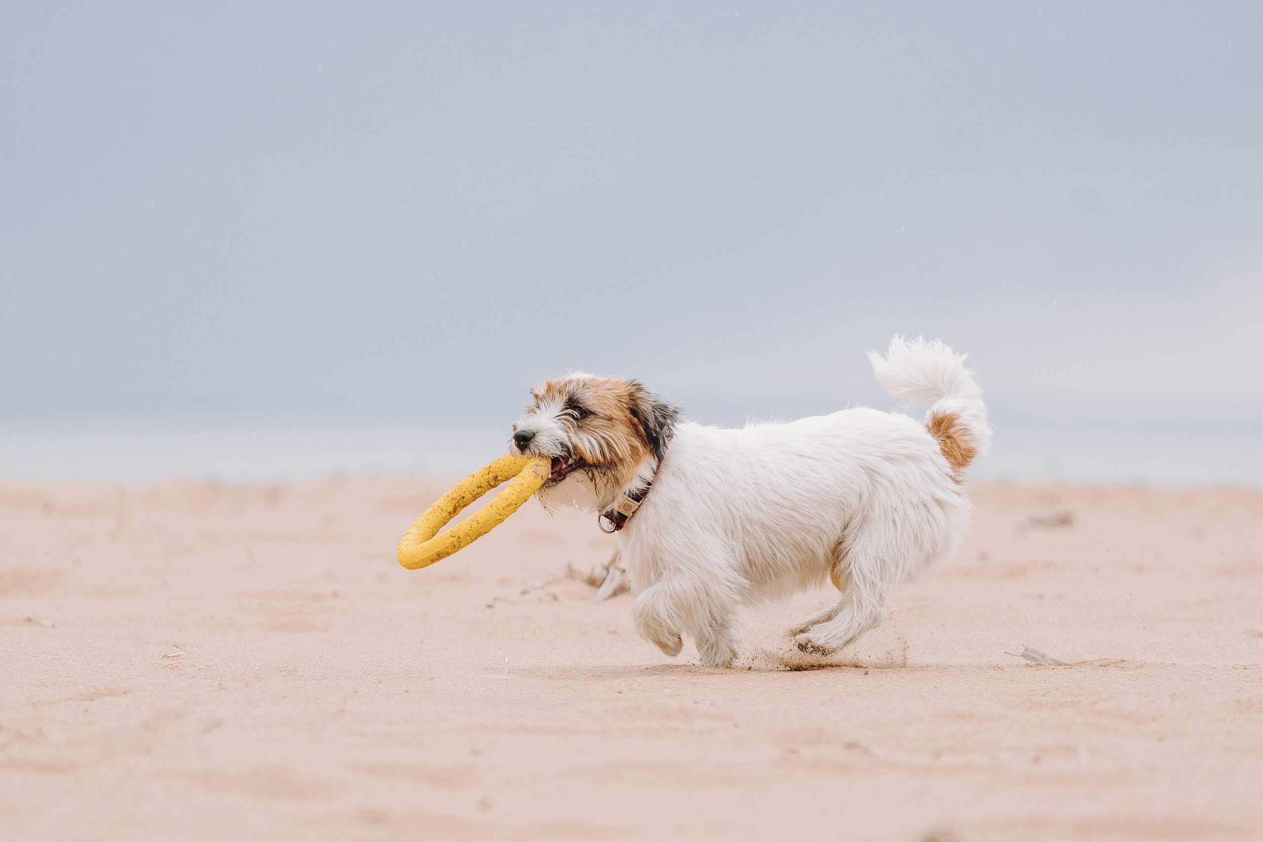 Оля, Ларс и Лукас. Фотограф анималист в Спб недорого Олеся Майорова