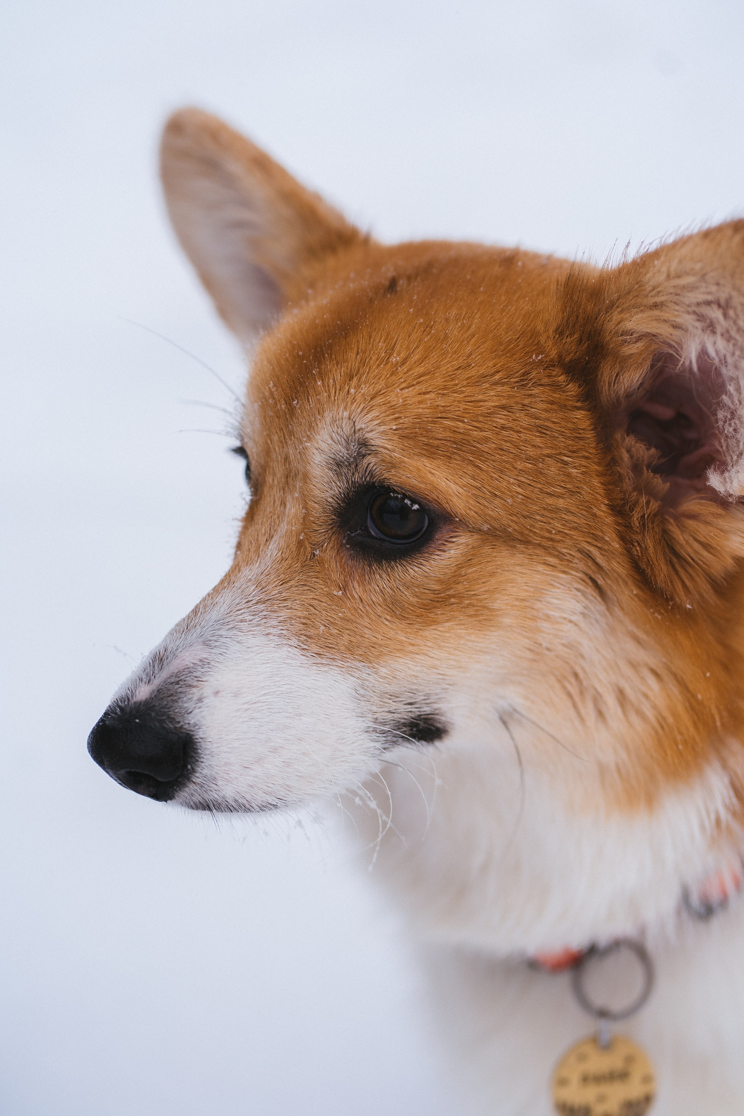 Агата и Лайк. Свадебный фотограф в Москве Анна Полушина