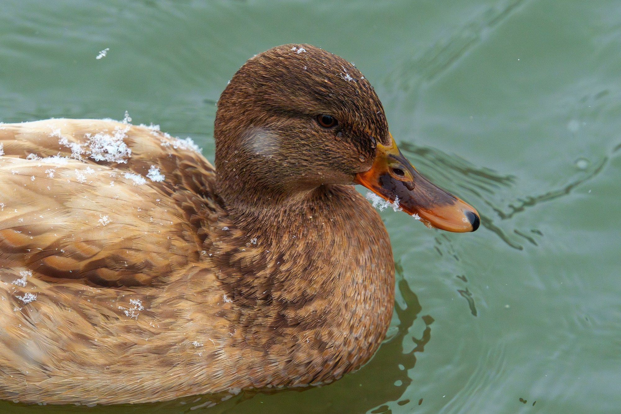 Удивительные мир птиц. Вокруг нас столько прекрасного — присмотритесь!. Ваш личный фотограф Марина Волкова
