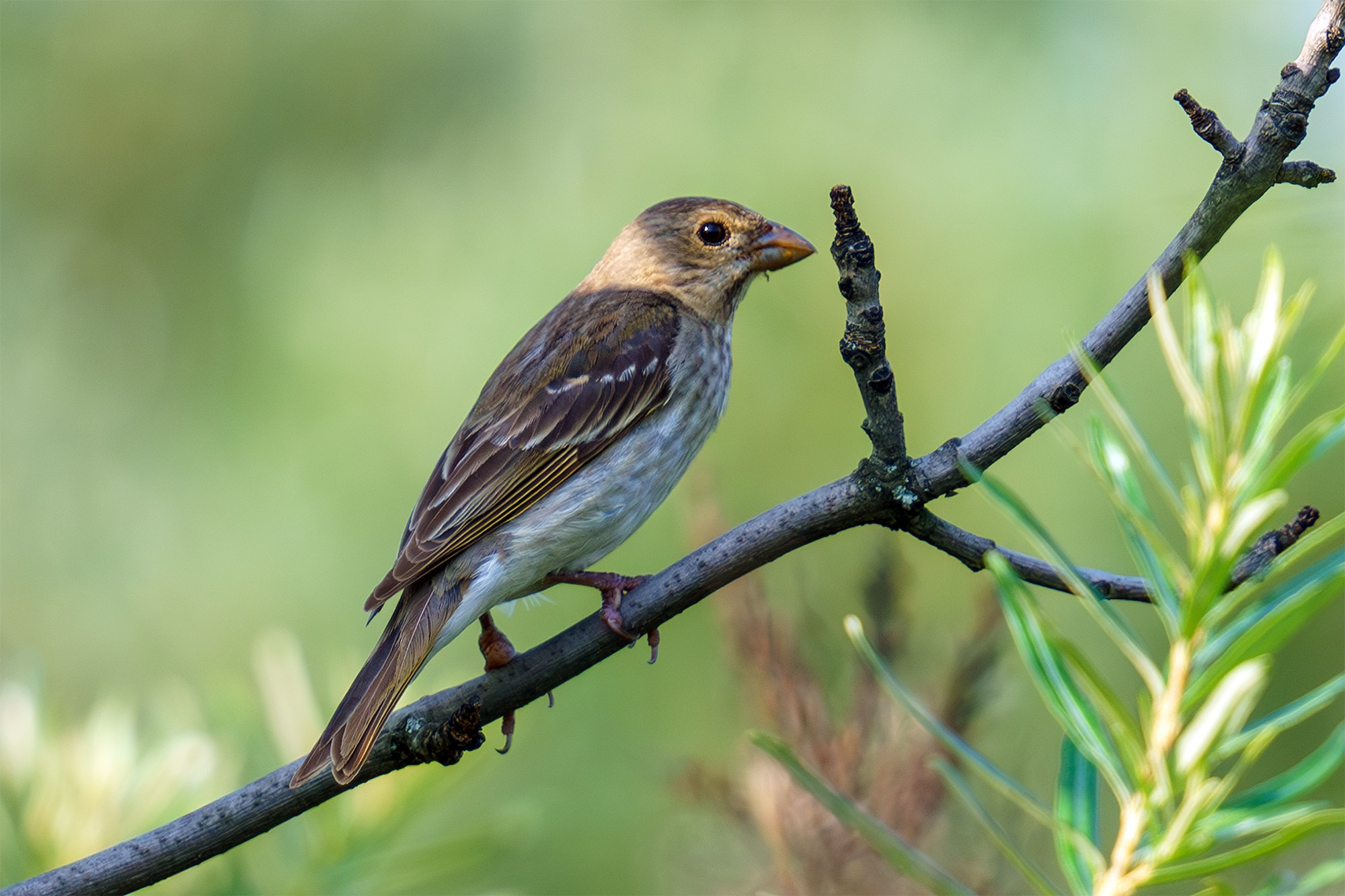 Удивительные мир птиц. Вокруг нас столько прекрасного — присмотритесь!. Ваш личный фотограф Марина Волкова