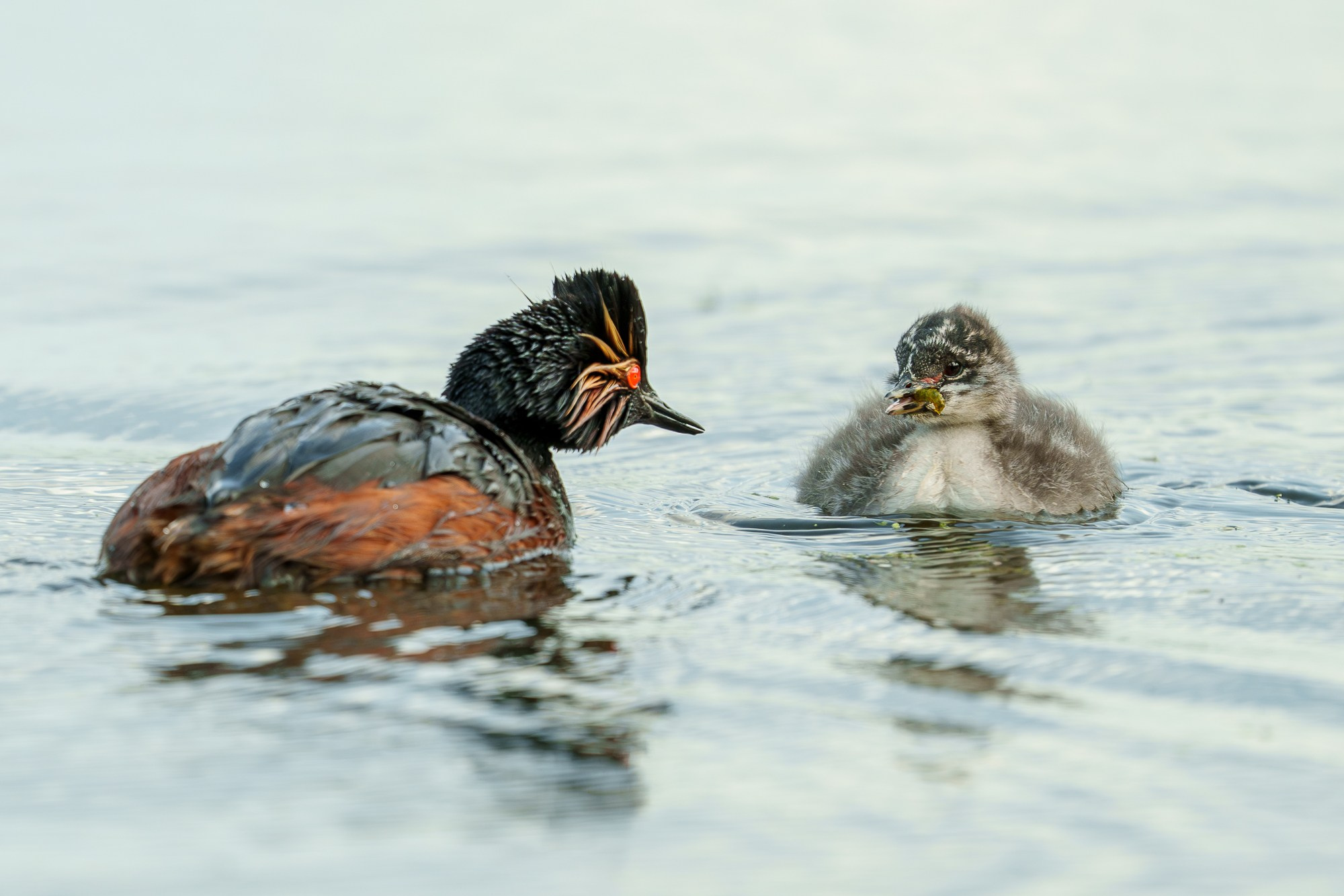 Удивительные мир птиц. Вокруг нас столько прекрасного — присмотритесь!. Ваш личный фотограф Марина Волкова