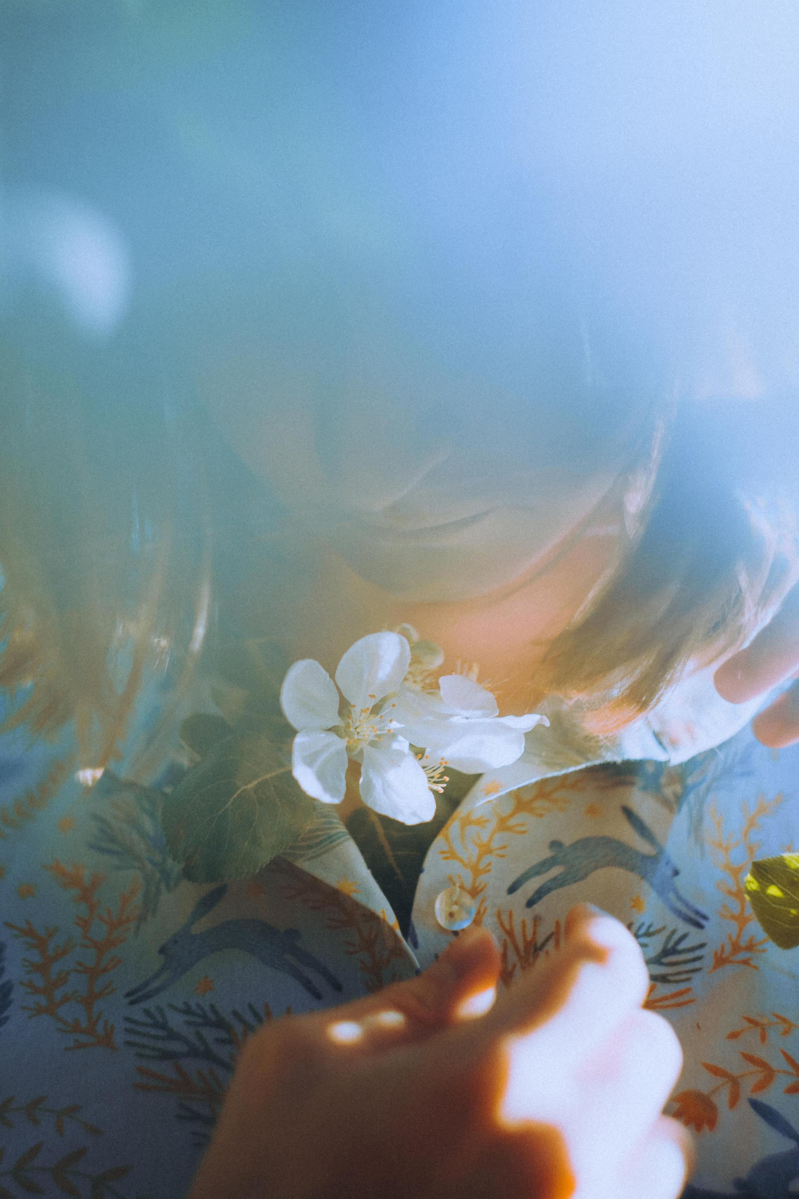 О птицах сказки. Алиса Аницкая