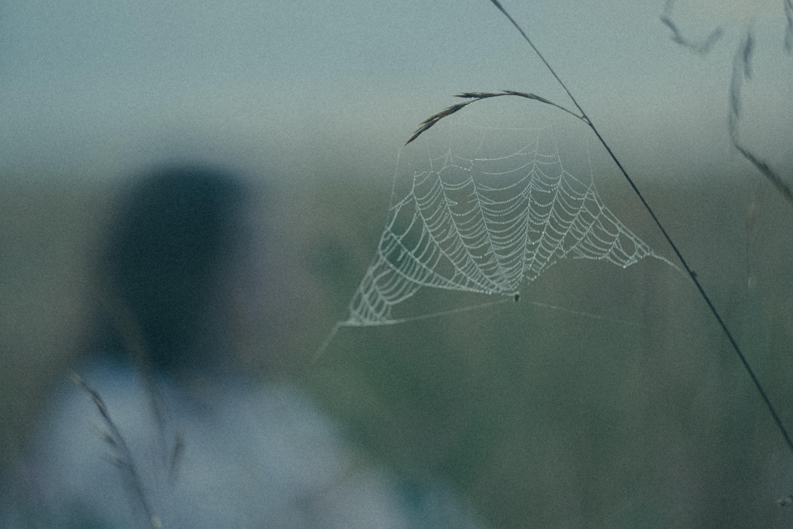 Исчезновение. Алиса Аницкая