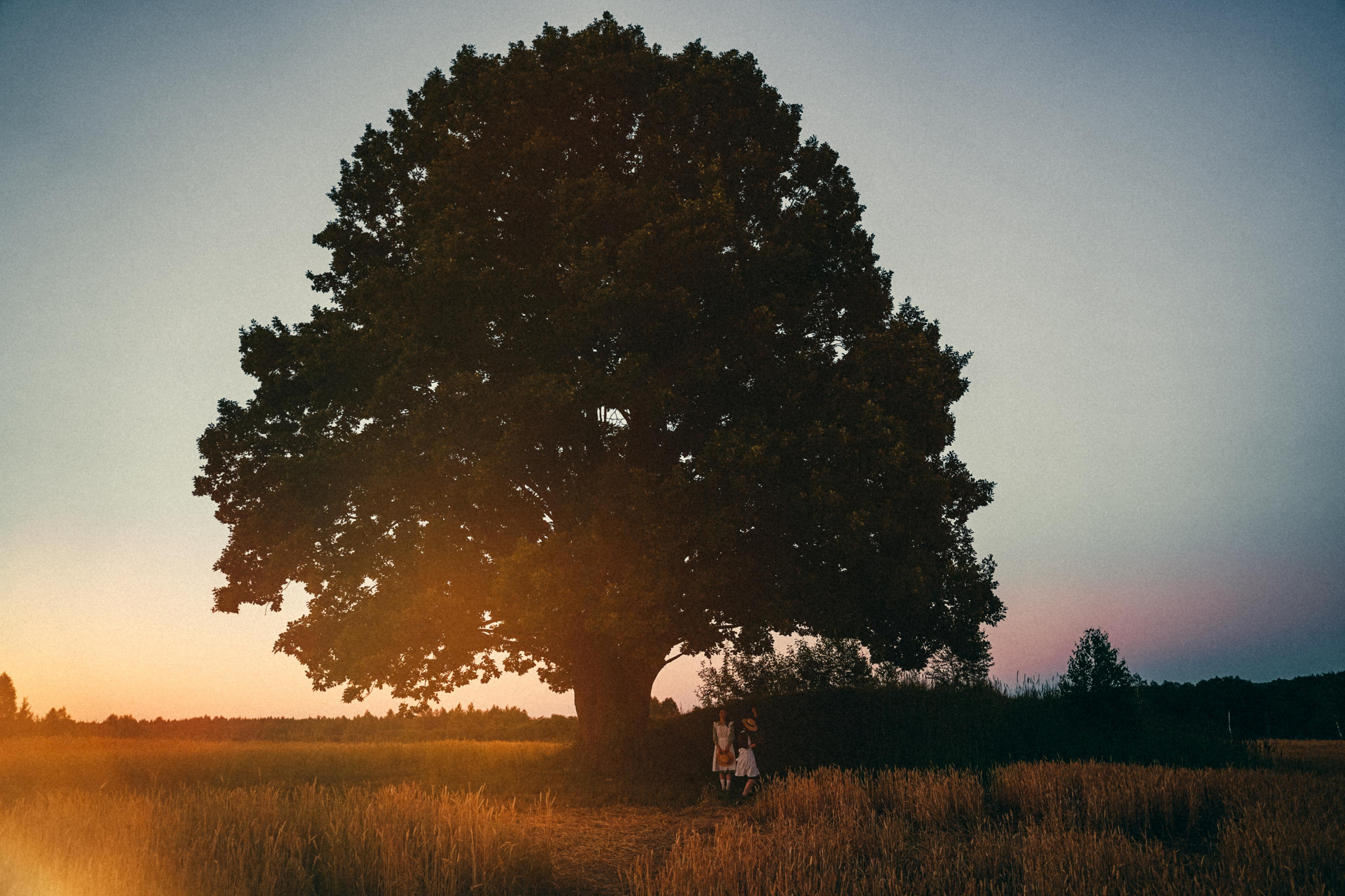 Из зелёных крыш. Алиса Аницкая