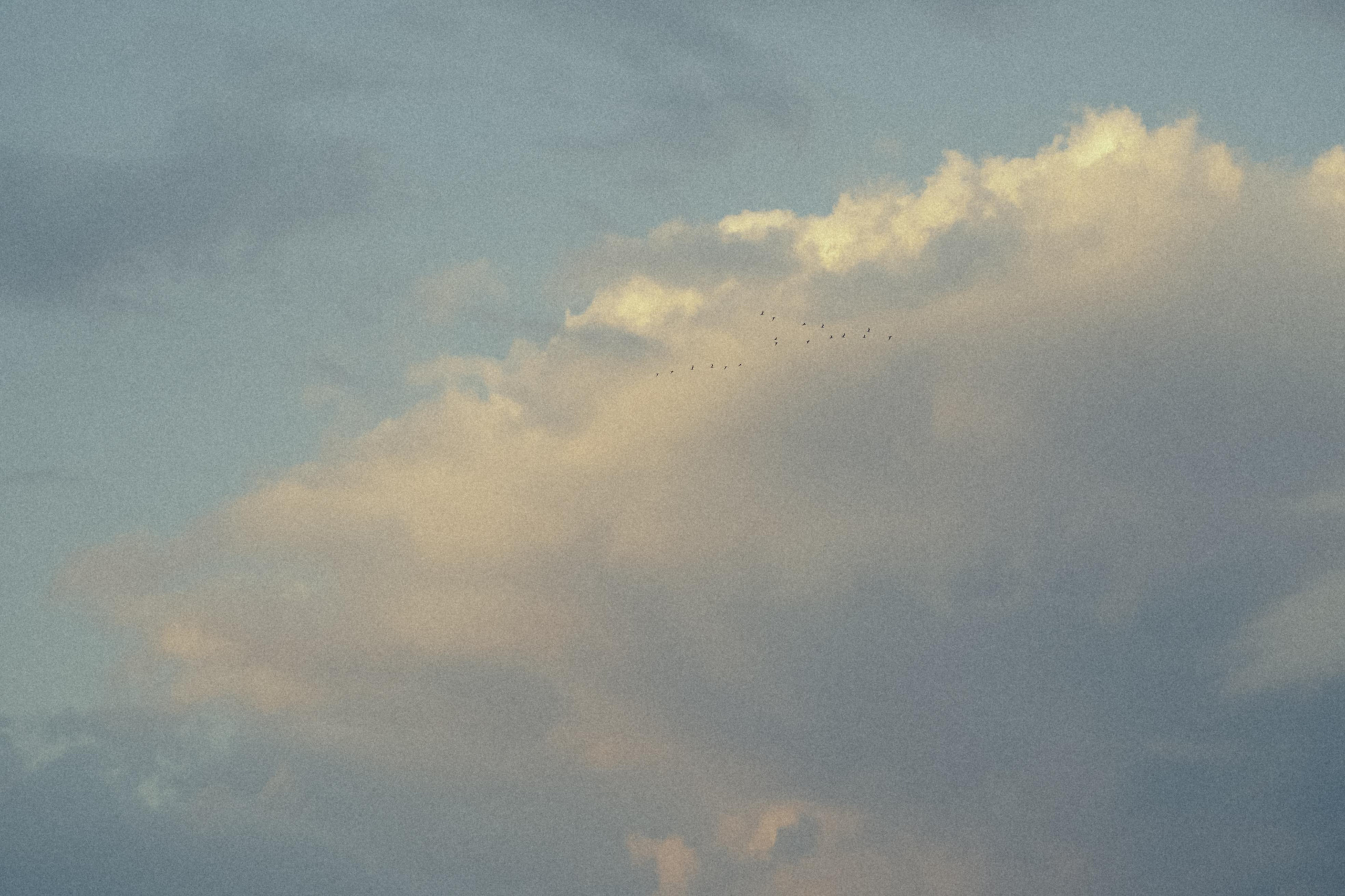 Исчезновение. Алиса Аницкая