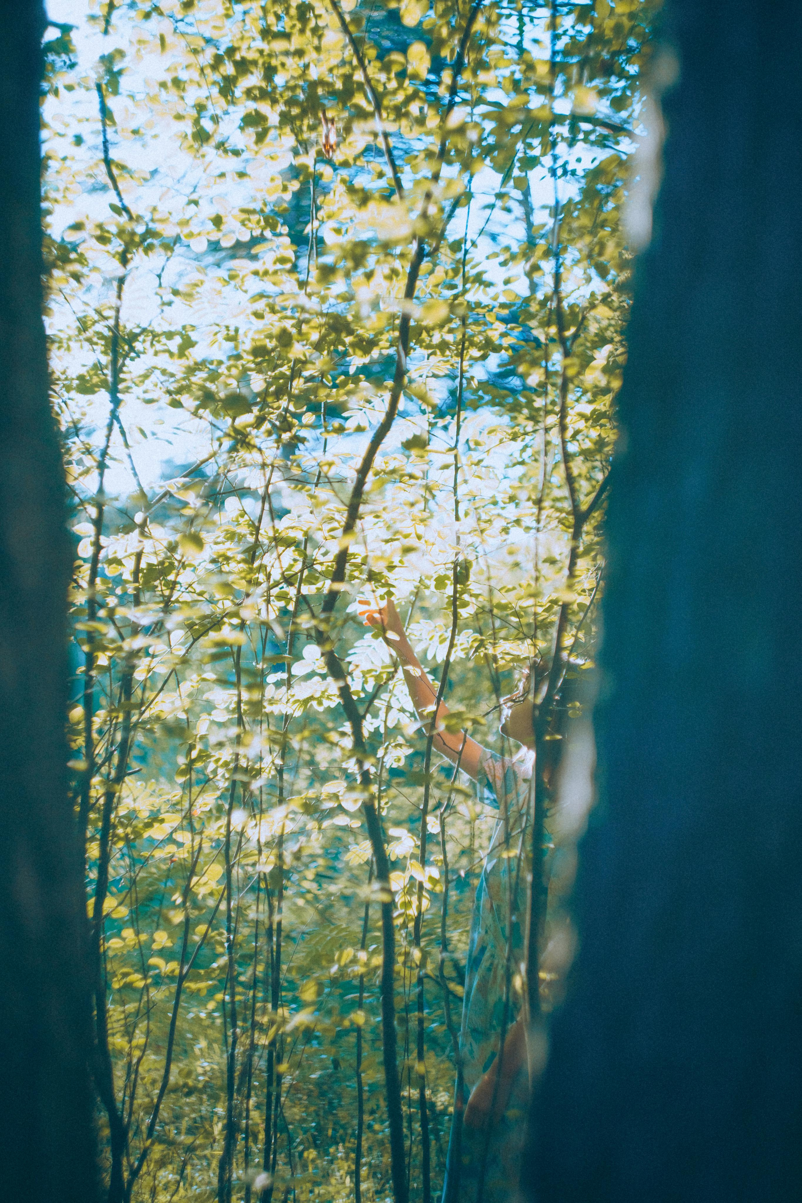 О птицах сказки. Алиса Аницкая