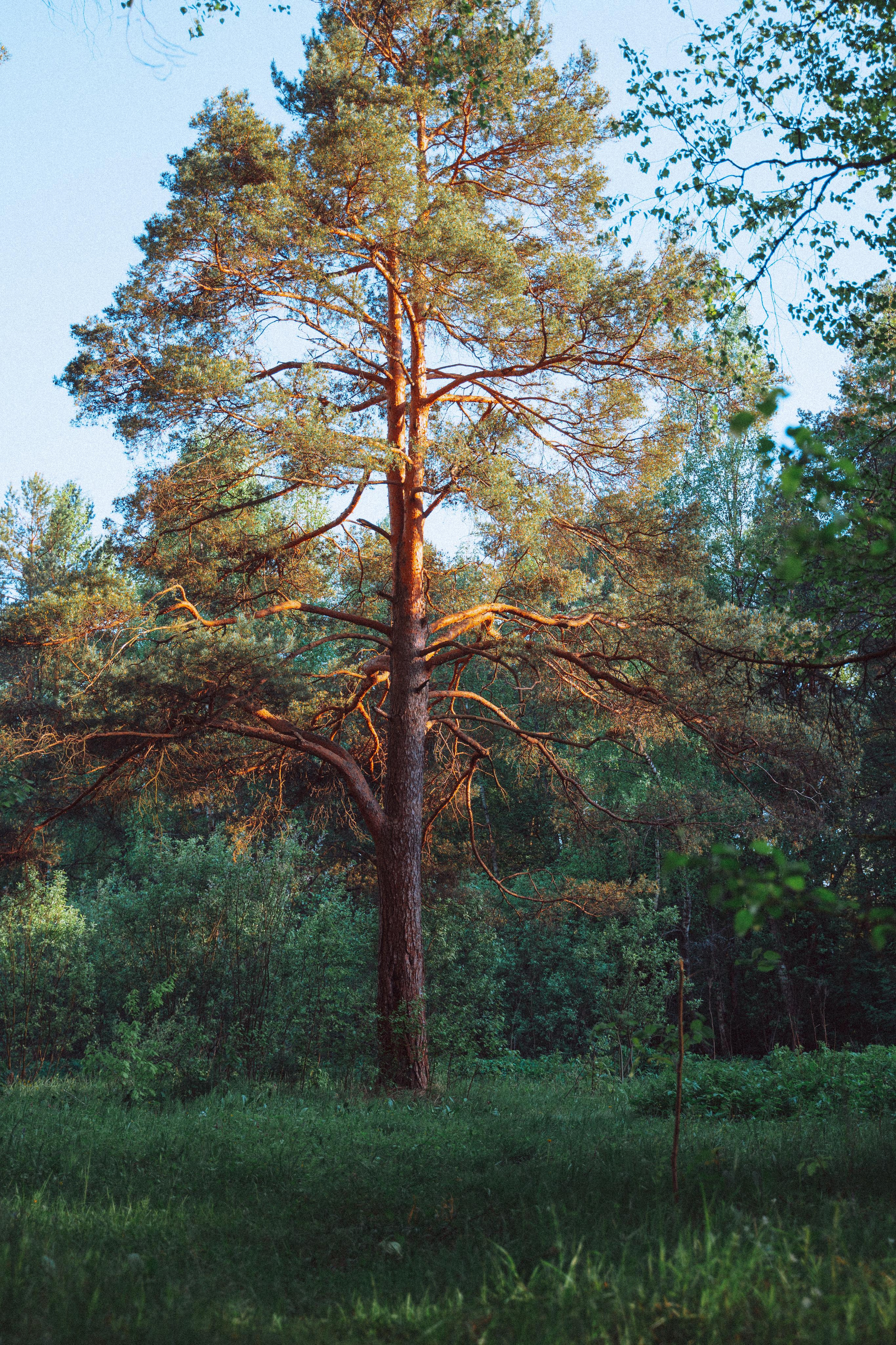 О птицах сказки. Алиса Аницкая