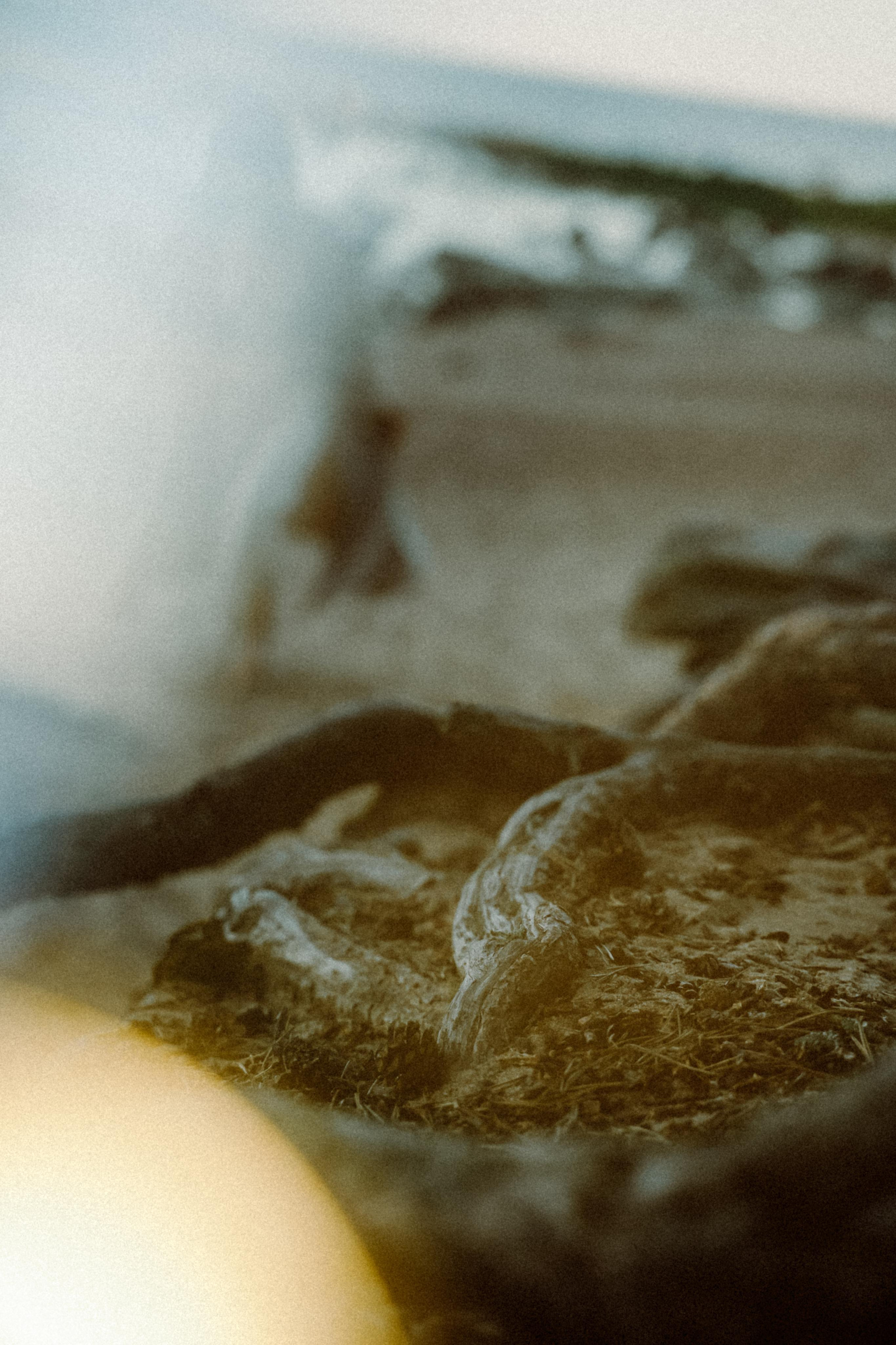 Прилетит и заберёт. Алиса Аницкая