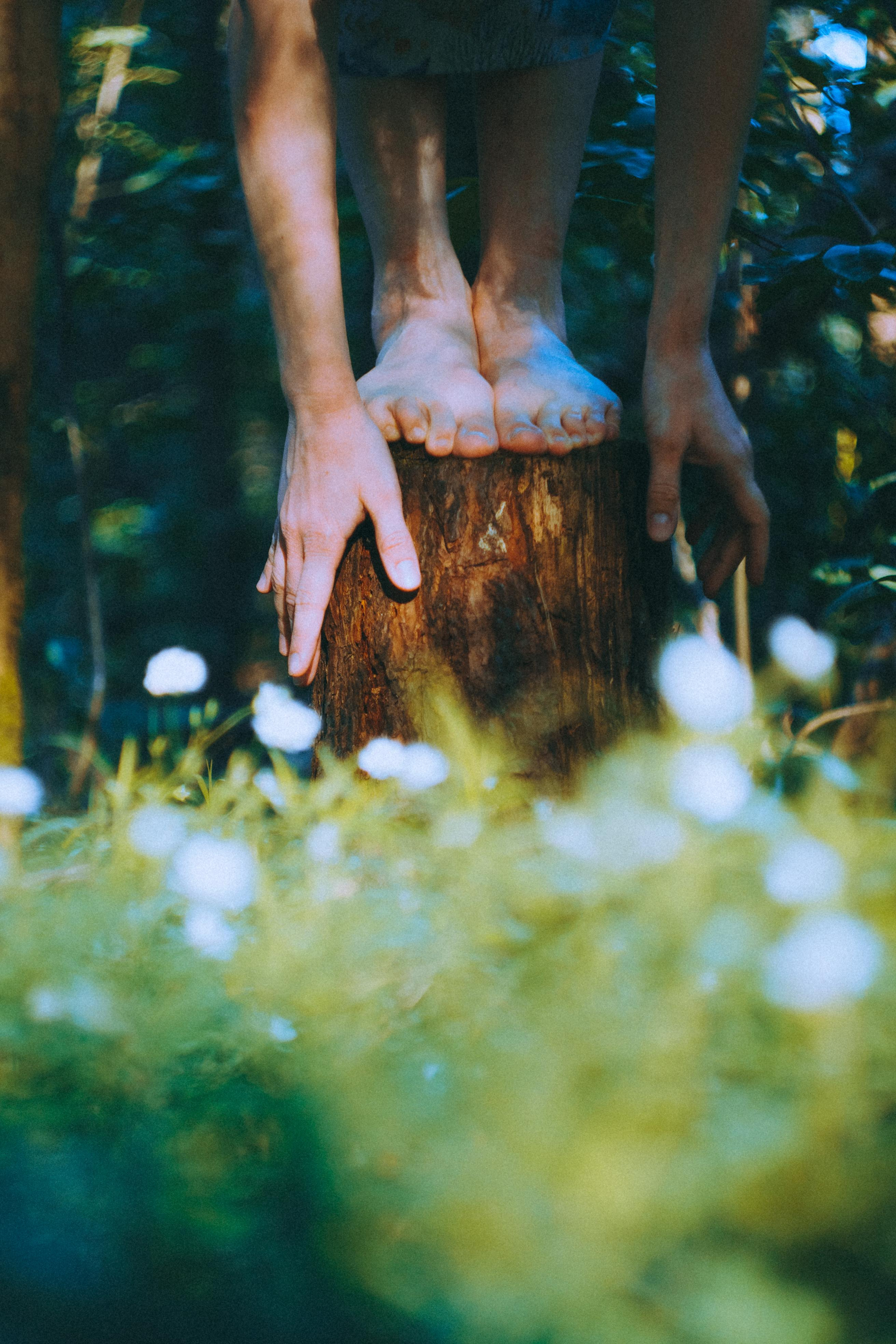 О птицах сказки. Алиса Аницкая