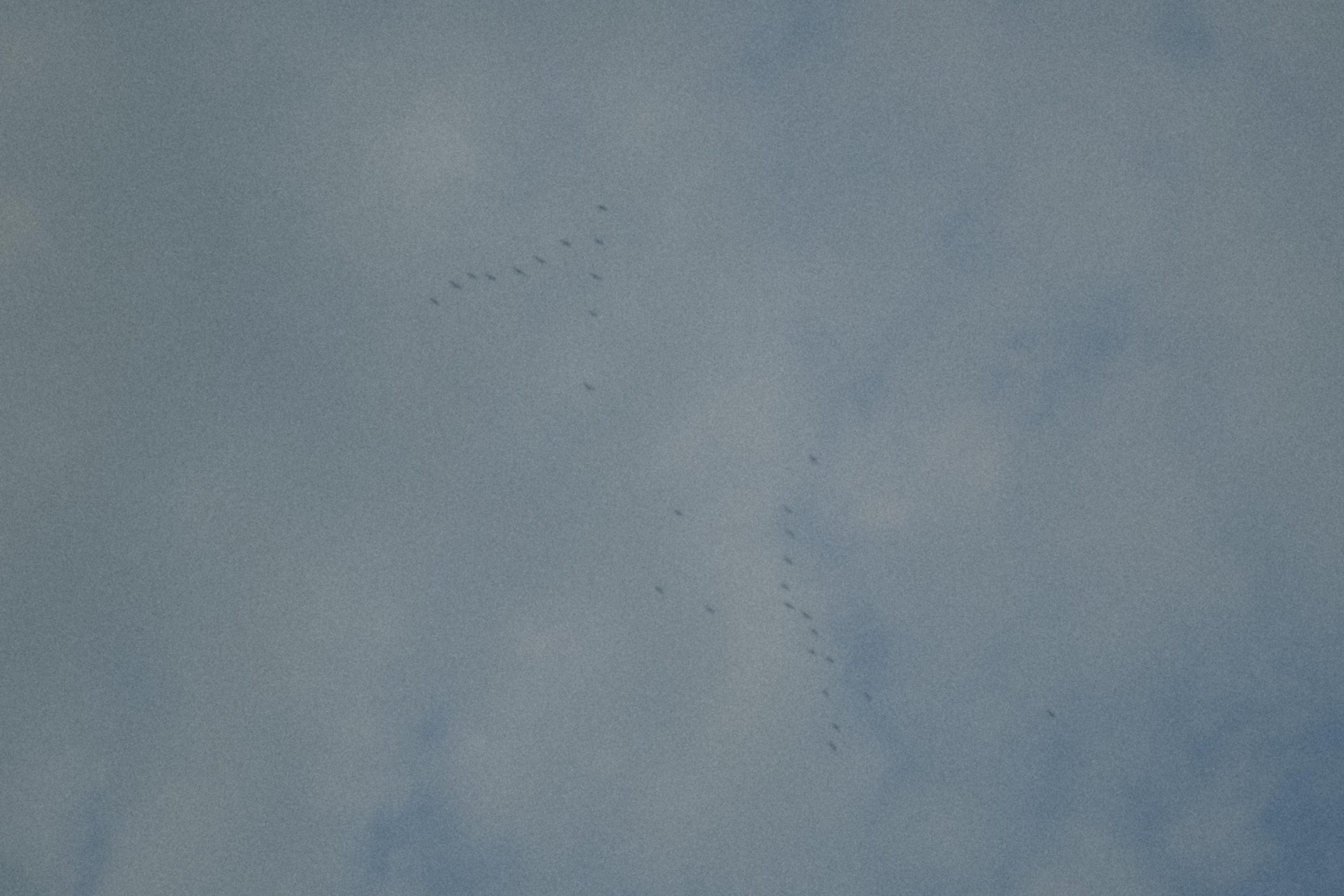 Исчезновение. Алиса Аницкая