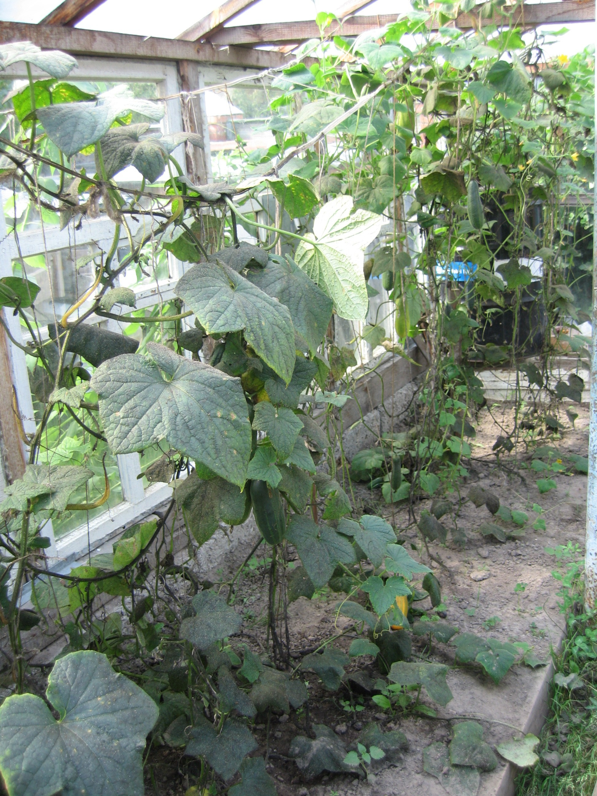 Теплица с вьющимися растениями огурцами, имеющими крупные зелёные листья. Растения растут вдоль стен и на земле.