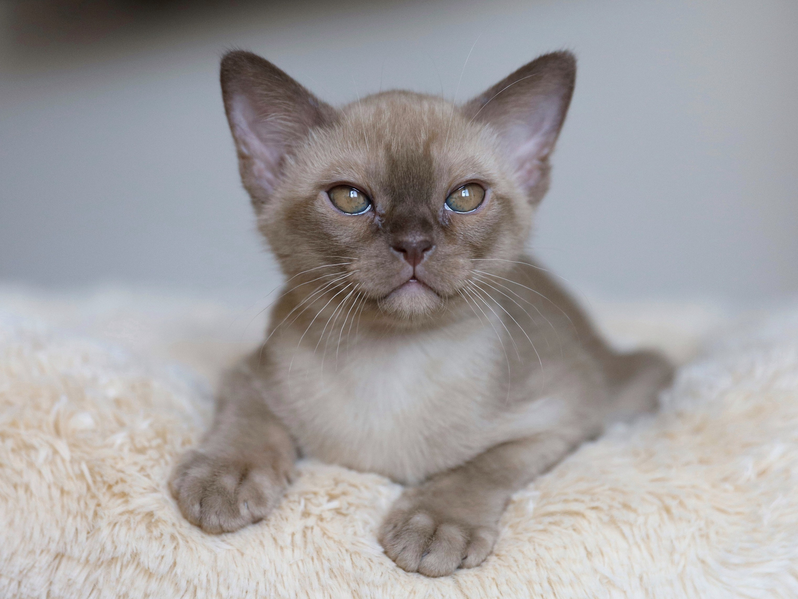 Casper. Cattery “Bouncy Life”