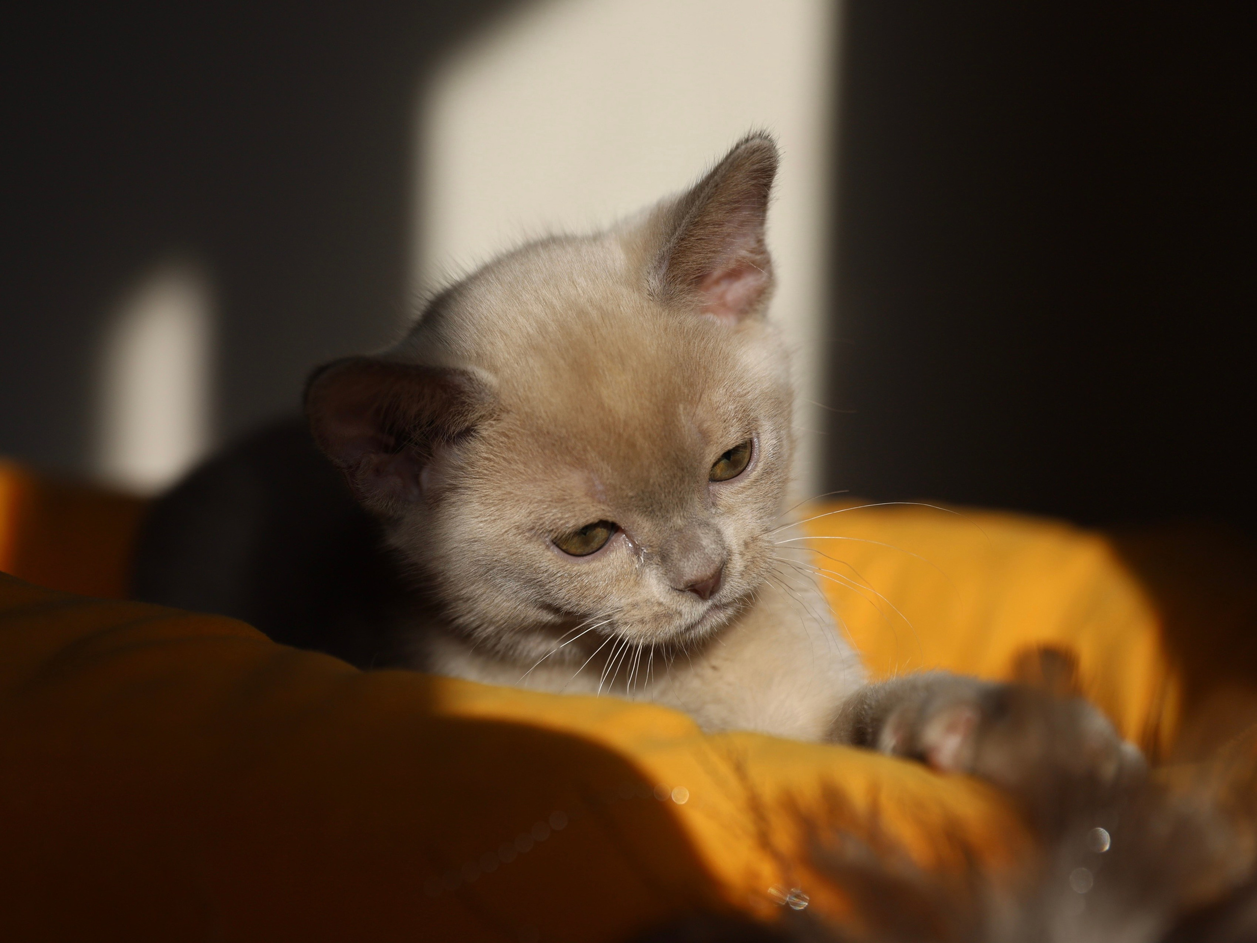 В. Питомник «Bouncy Life»