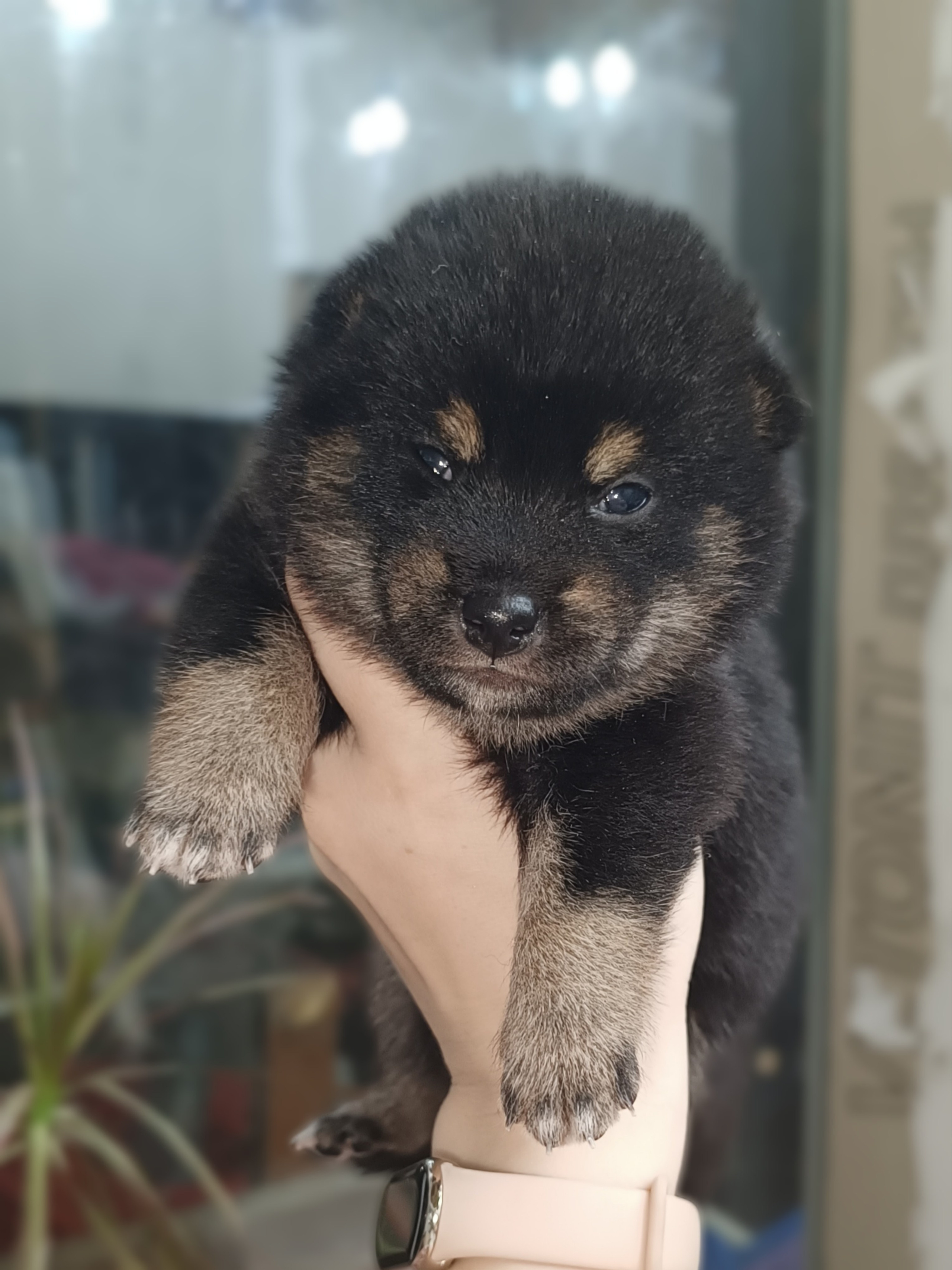 Сиба Rubylight Olivia питомник Рубилайт