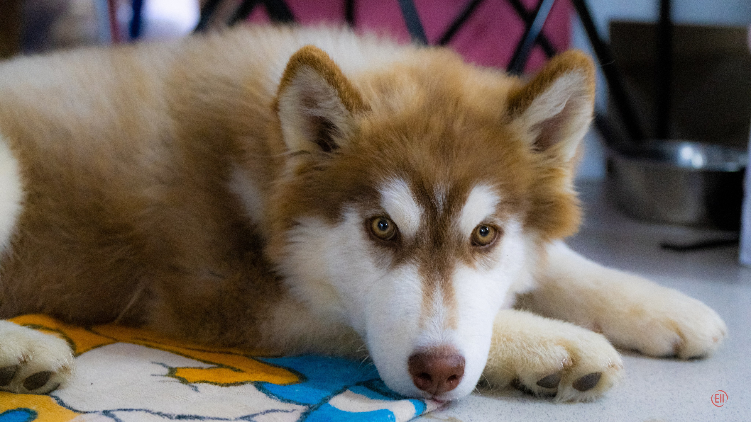 Фотограф в Москве