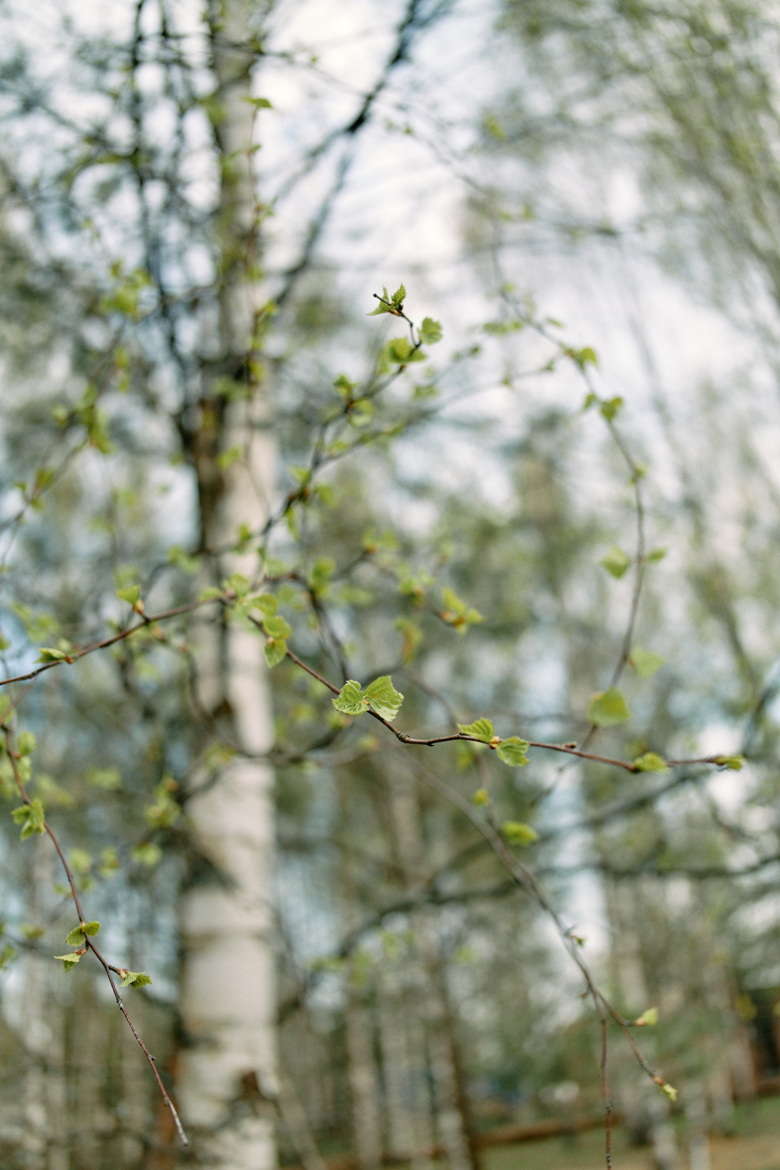 Бутик-отель Поле летом. Профессиональный Фотограф во Владимире, в Москве и в Суздале — Полина Романычева