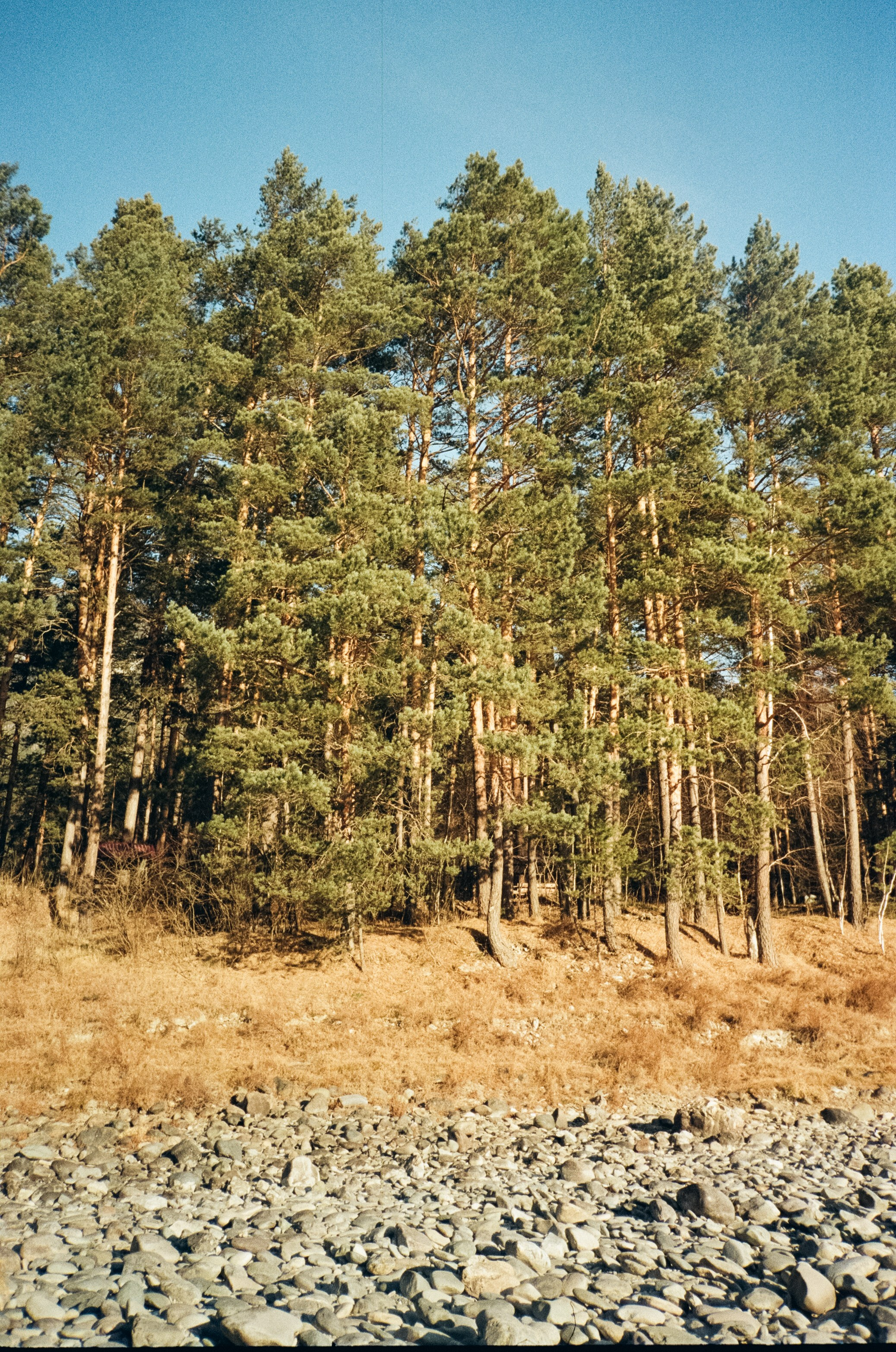 Кедровый остров и Семинская поляна в солнечный день. Фотограф-документалист Мария Осокина