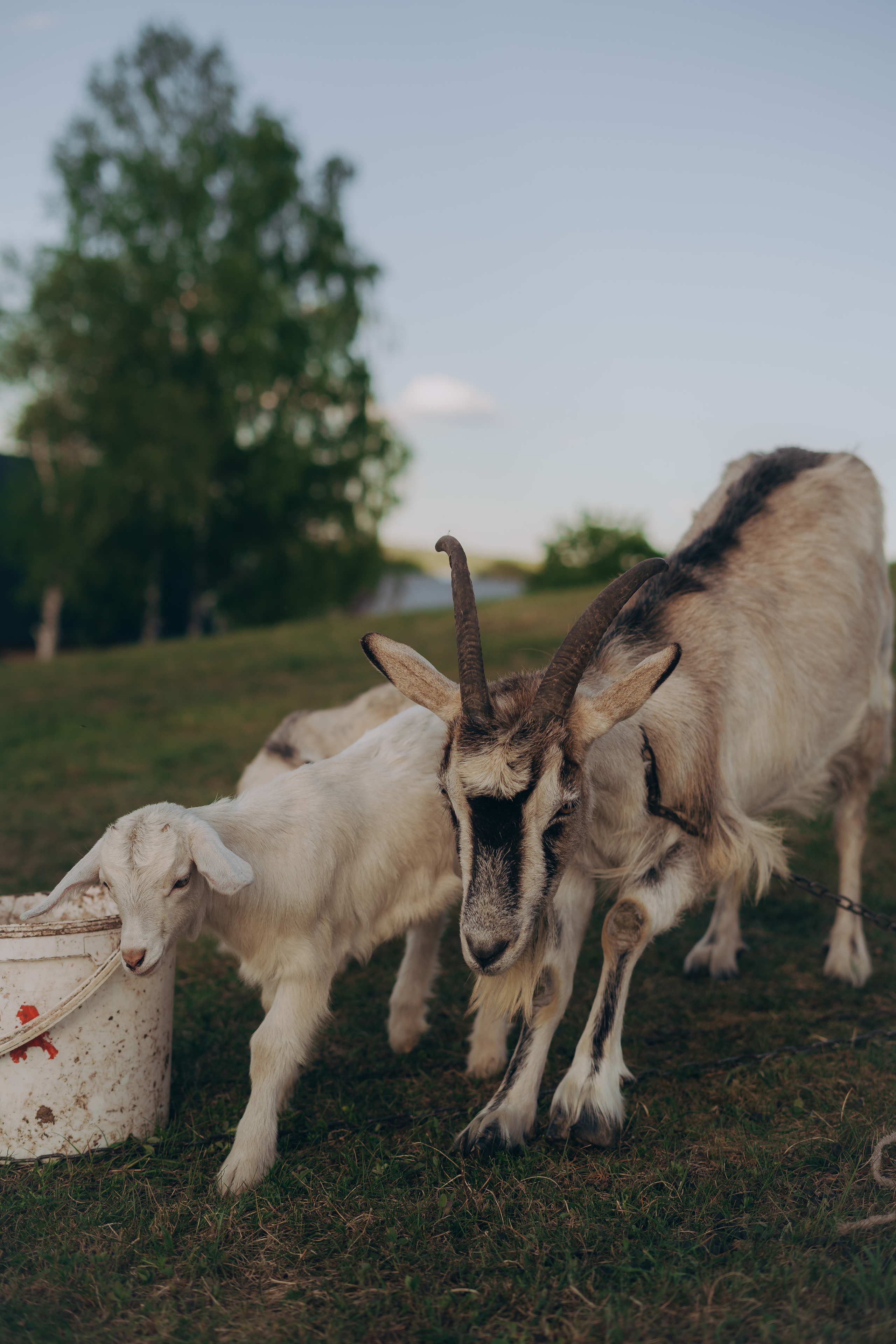 Диана. Фотограф Торопец Кристина Абрамова Kanwellia photography
