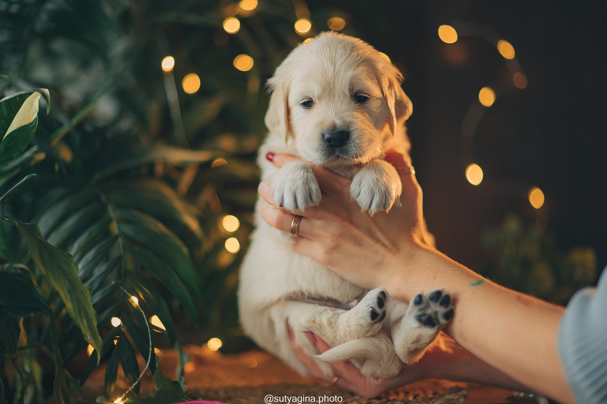 Розовый ошейник. Свадебный и женский фотограф