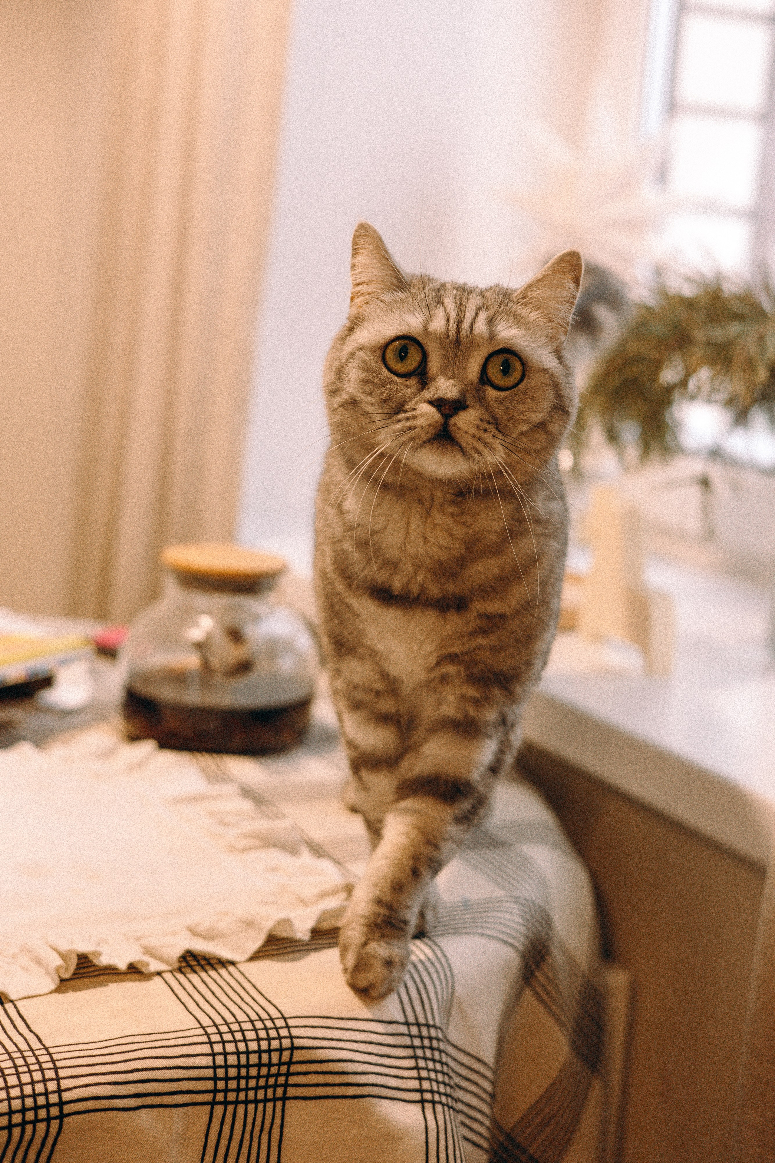 Таня, Кирилл и Мия. Свадебный и семейный фотограф в Вологде Екатерина Назарина