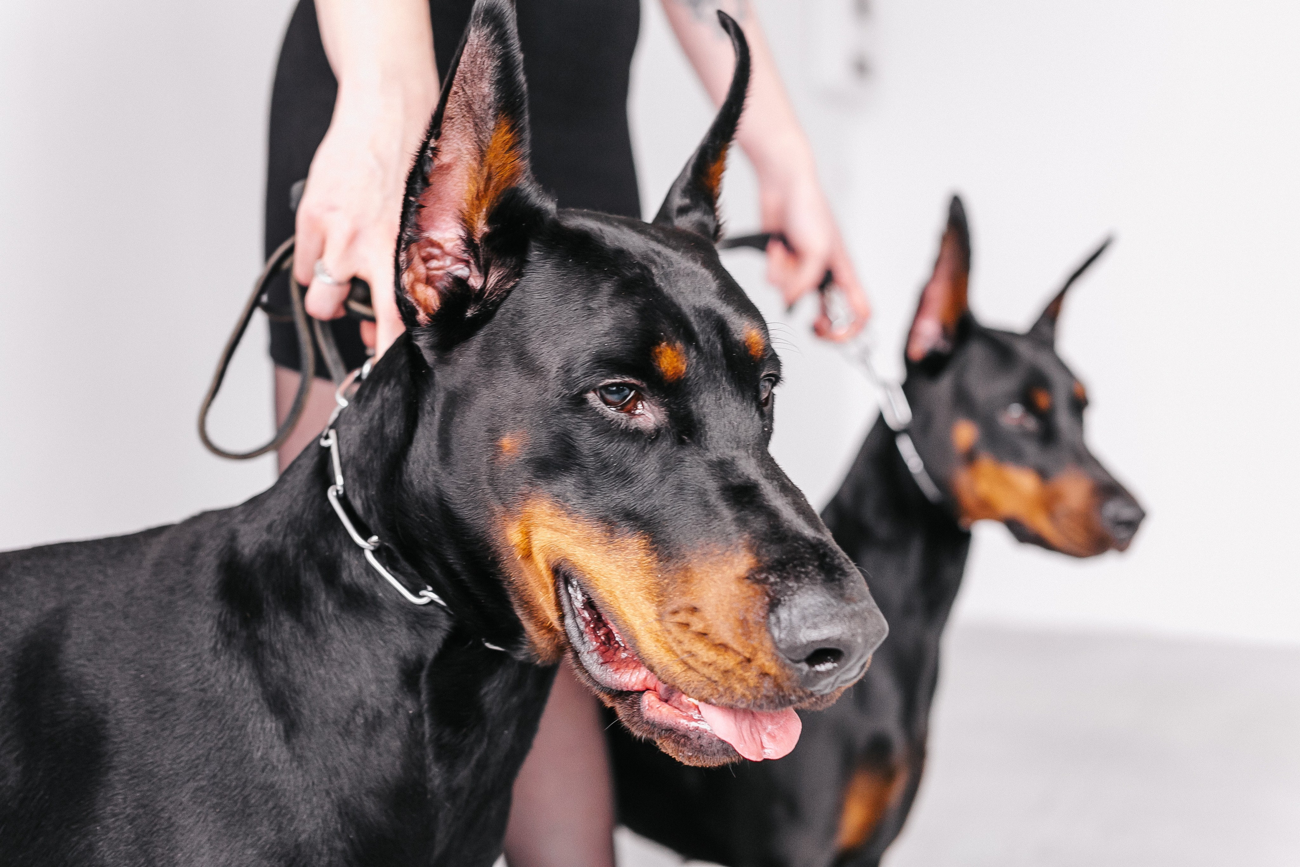 DOG I Студия. Фотограф Ольга Федосенко, г. Гродно