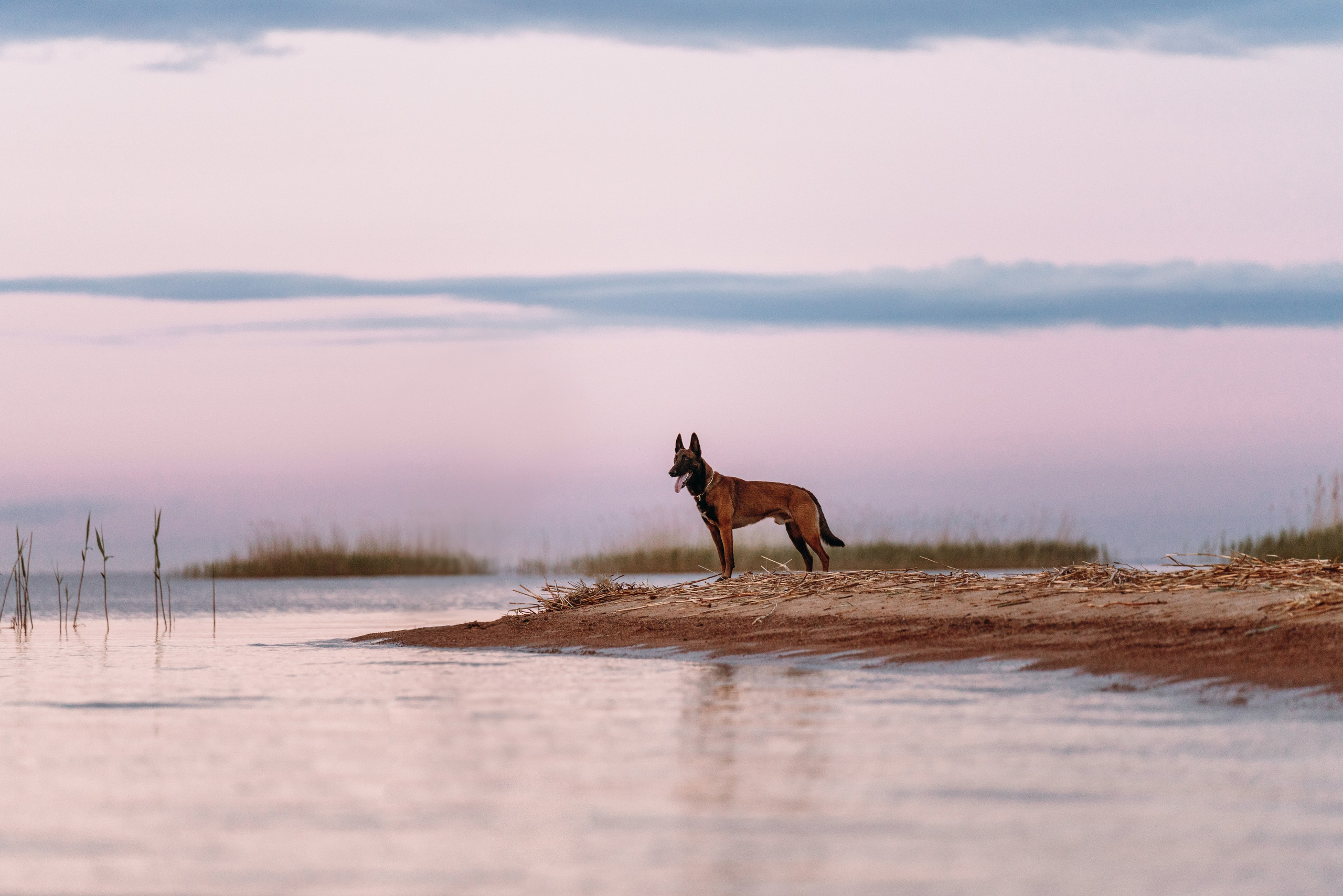 Раш. Фотограф анималист Осипчикова Мария