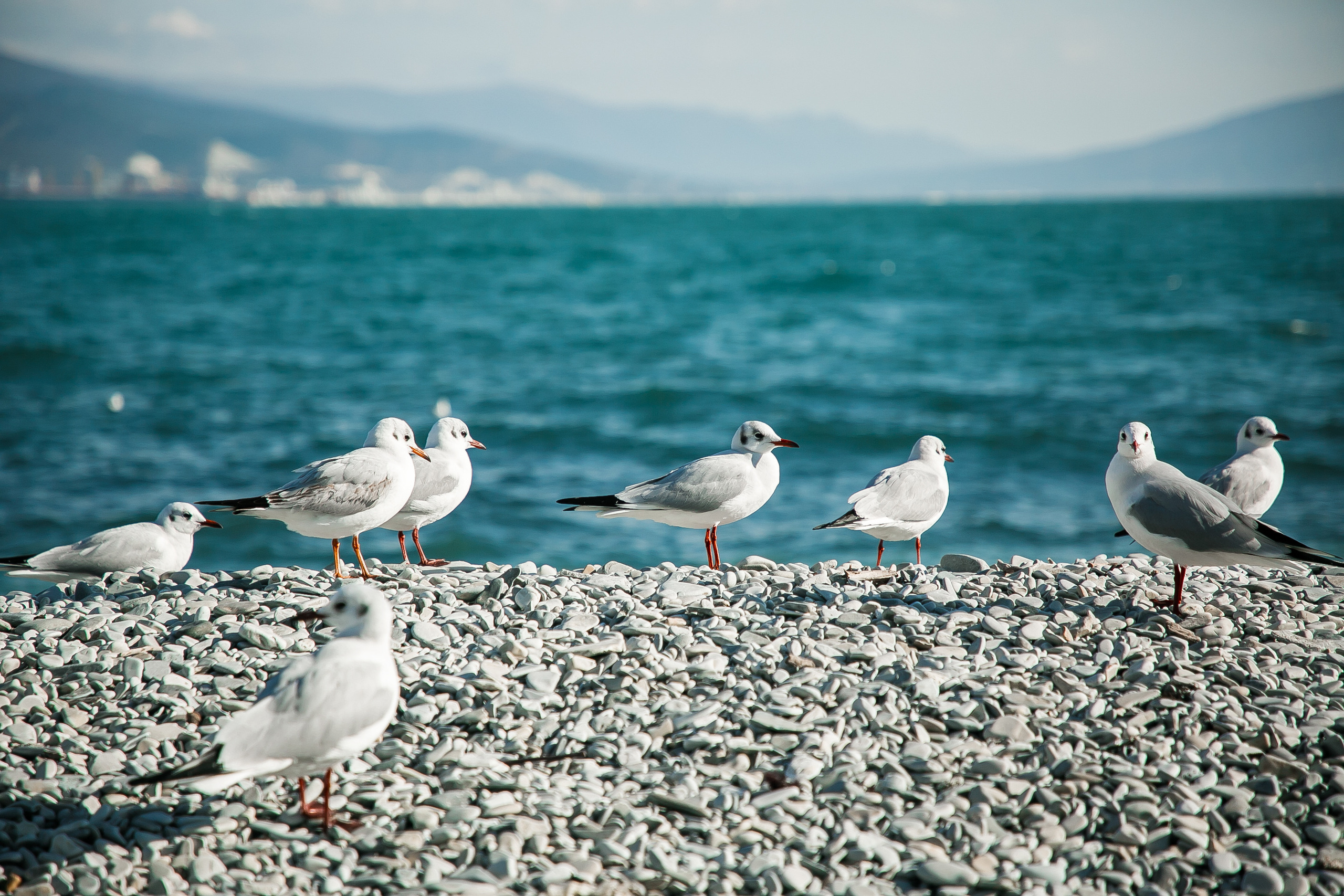 Море…Чайки…. Свадебный и семейный фотограф/видеограф в Краснодаре Наталья Осинская