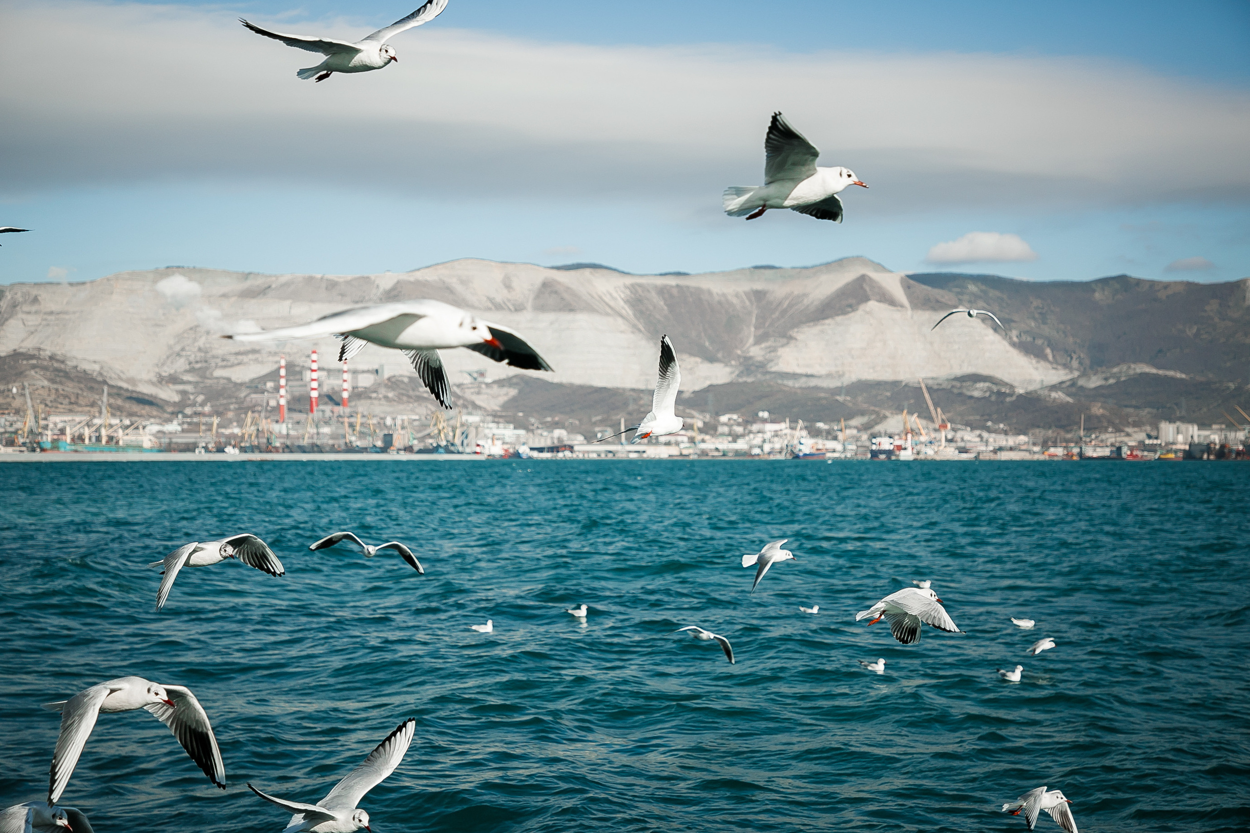 Море…Чайки…. Свадебный и семейный фотограф/видеограф в Краснодаре Наталья Осинская