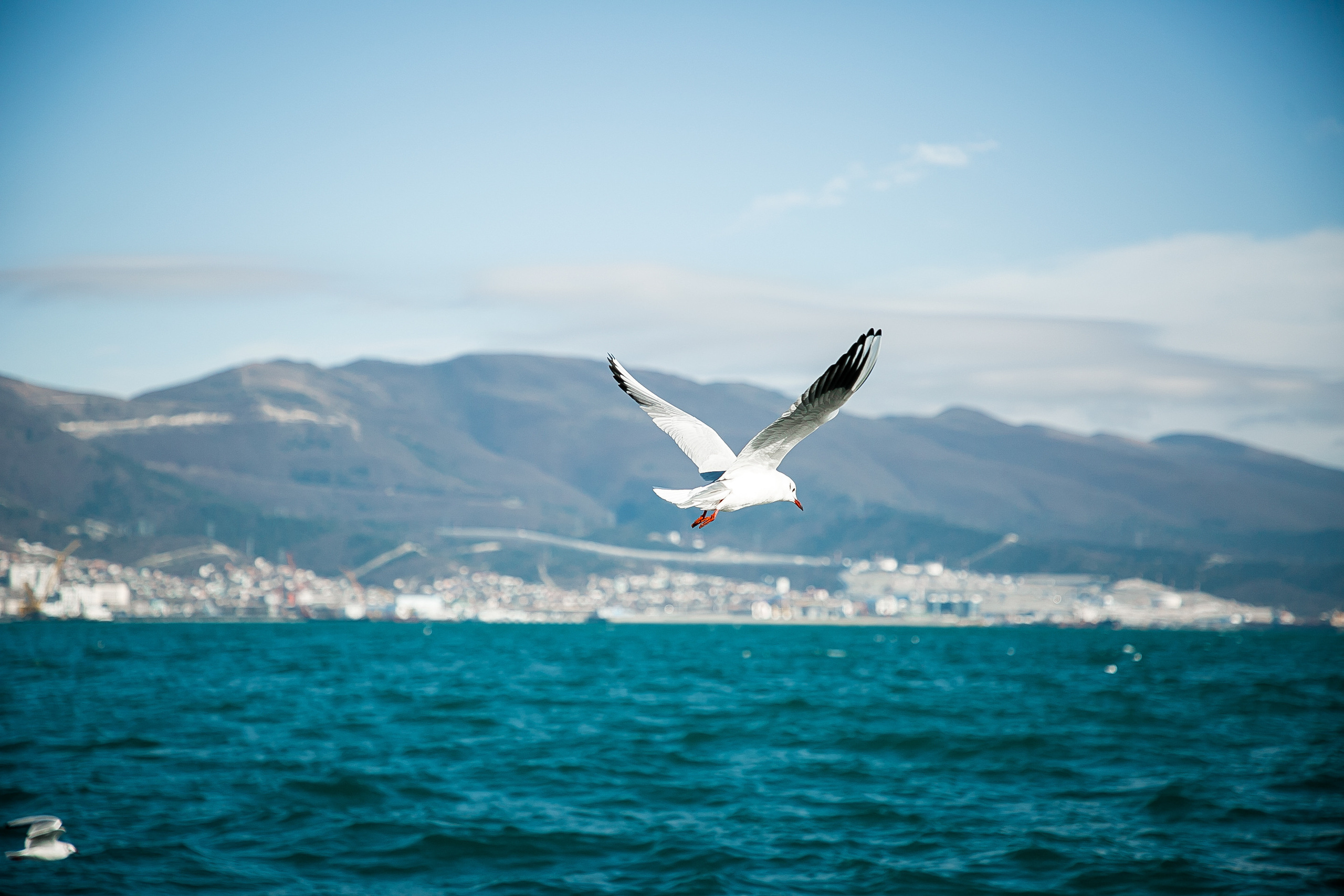 Море…Чайки…. Свадебный и семейный фотограф/видеограф в Краснодаре Наталья Осинская