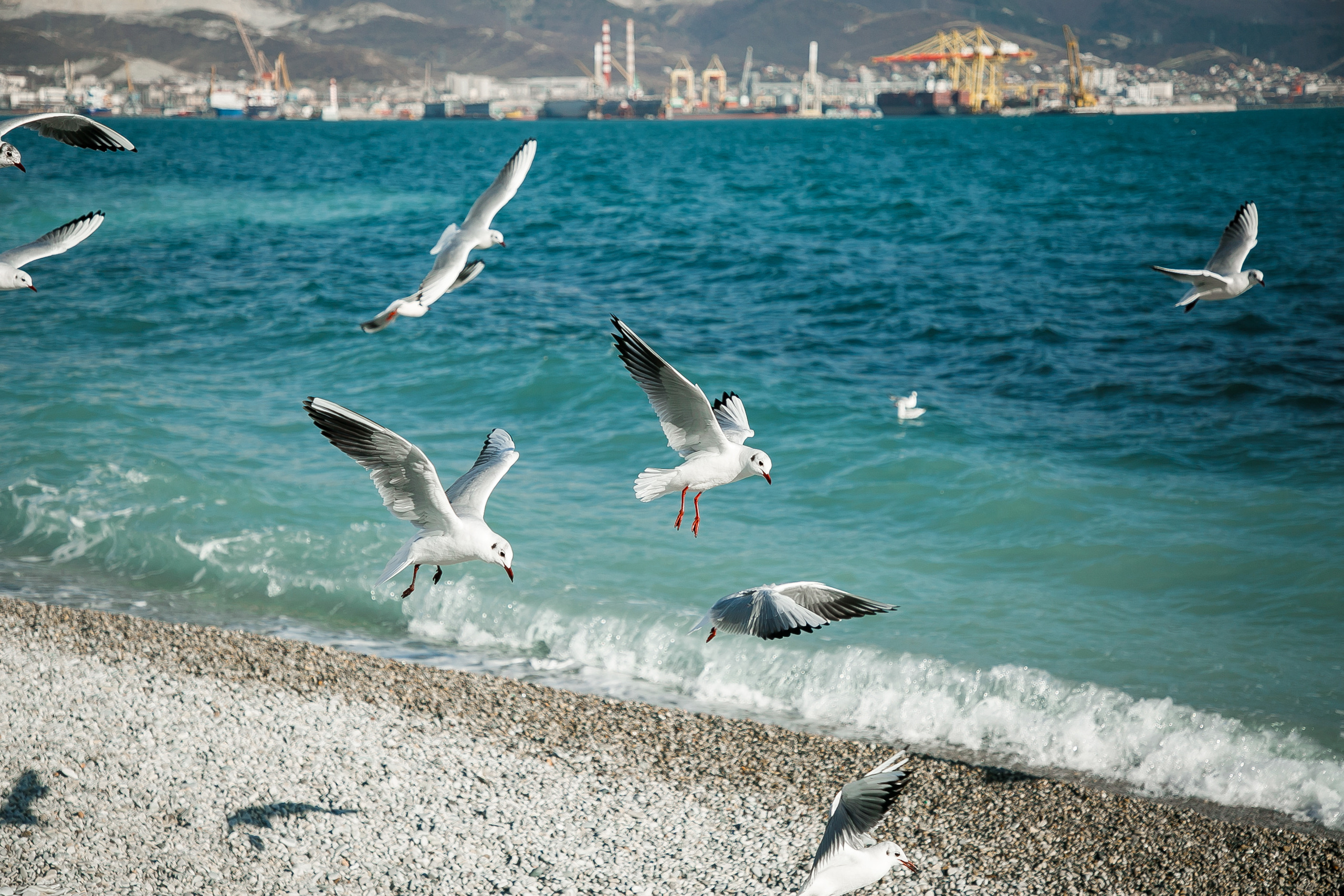 Море…Чайки…. Свадебный и семейный фотограф/видеограф в Краснодаре Наталья Осинская