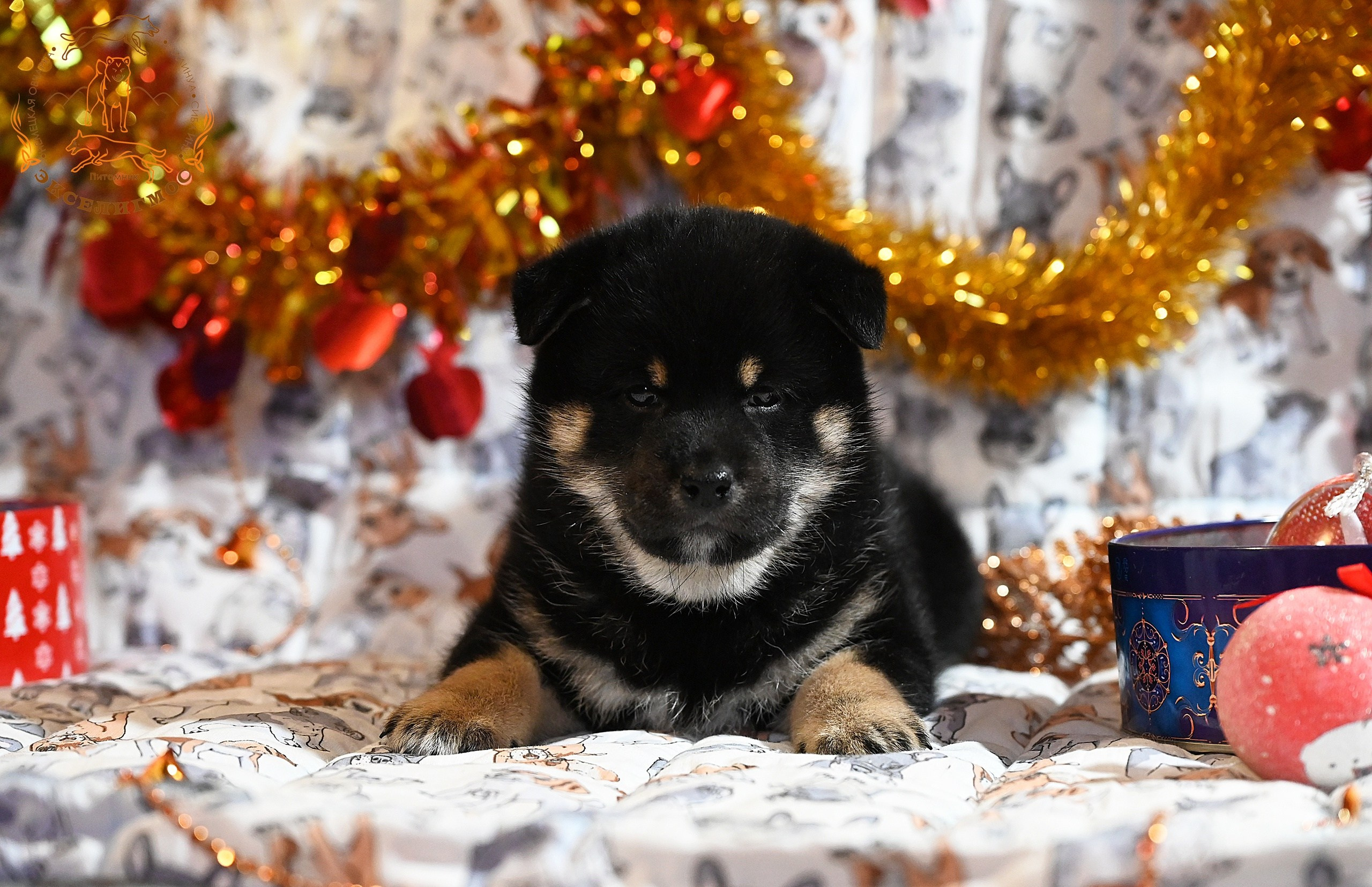 Тáту * Exceligmos Tatsu. Американская акита I Сиба ину I Питомник RUBYLIGHT