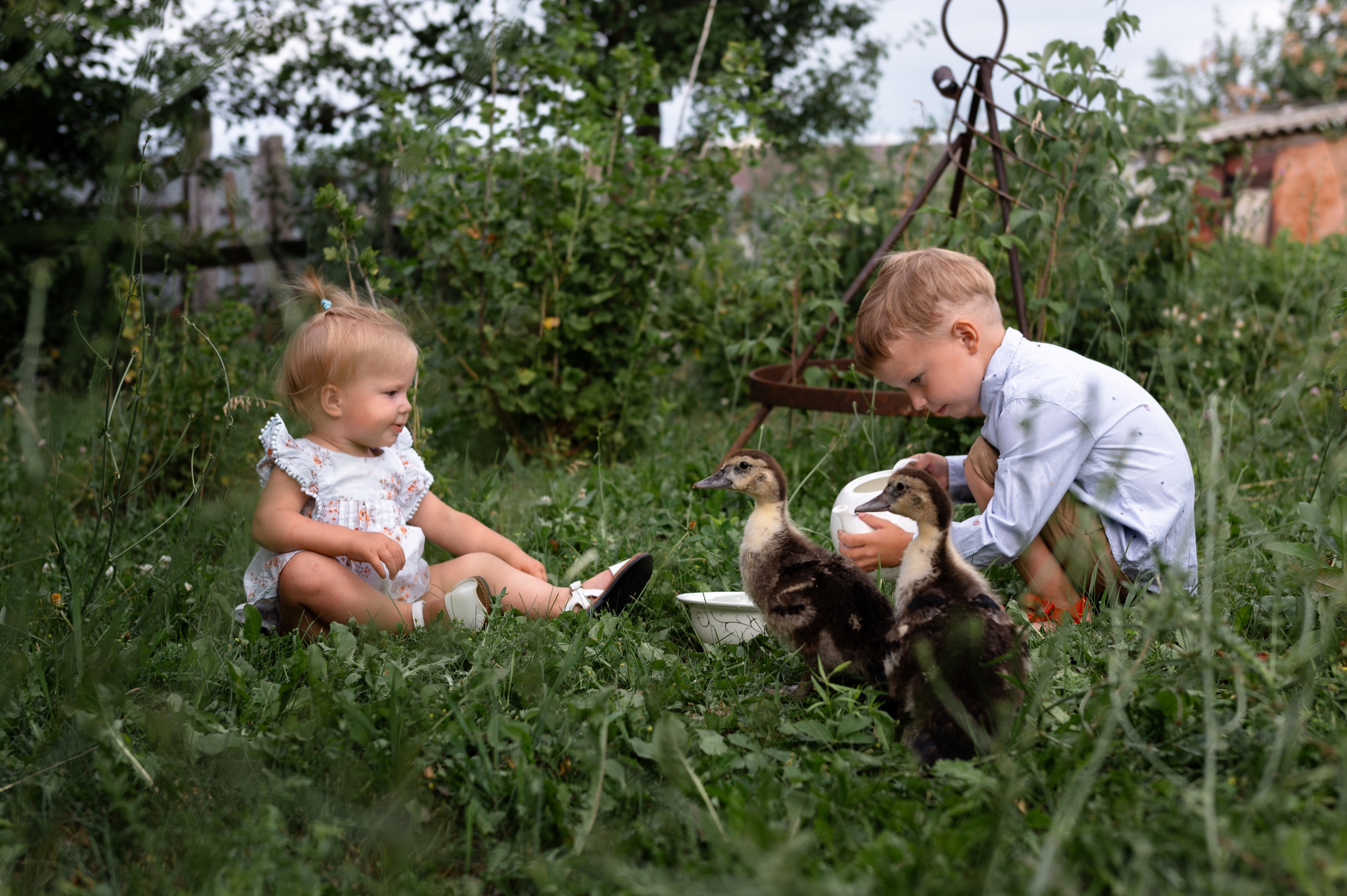 Ромашки и утята. Главная