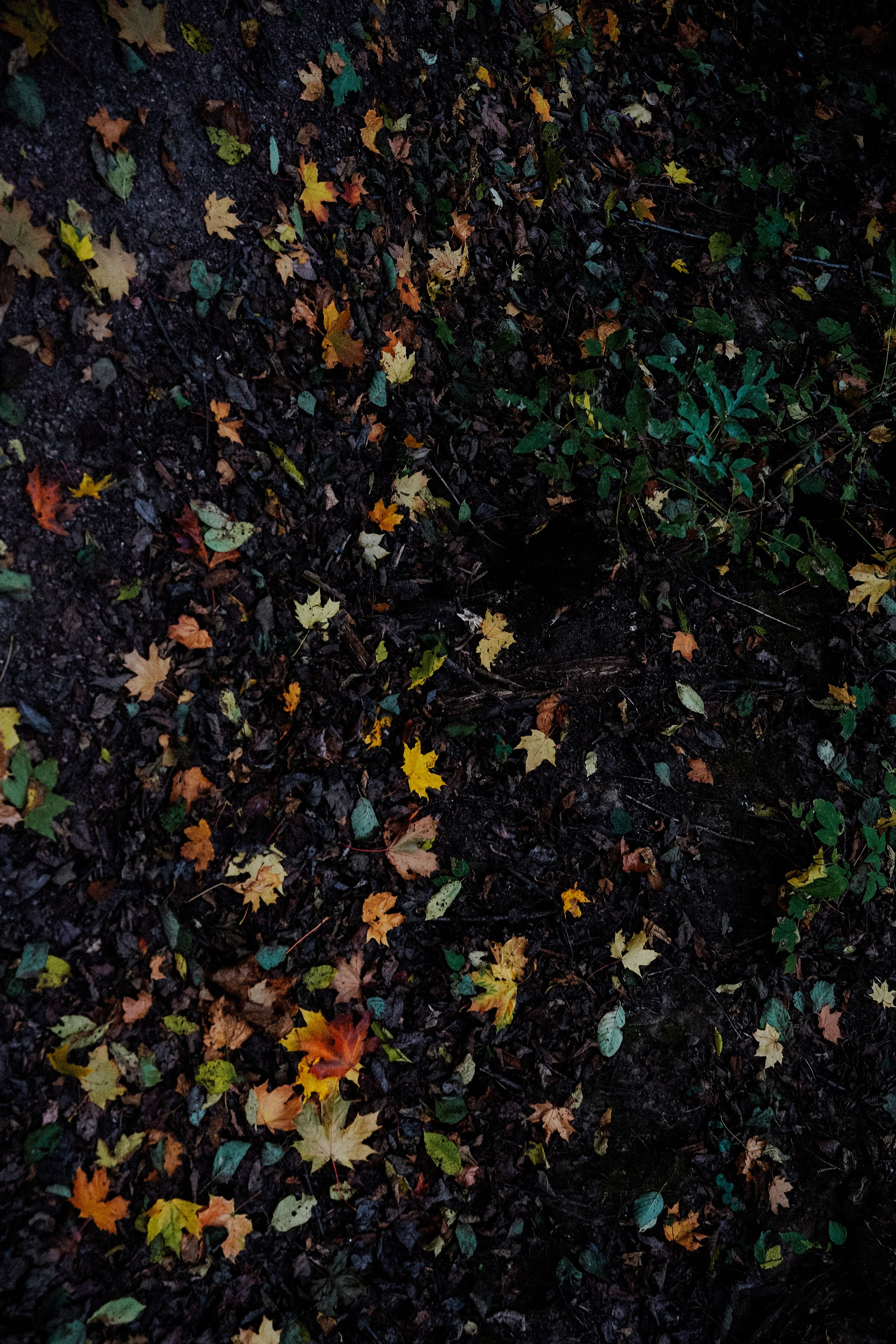 Осень 2025. Фотограф из Москвы — DASHA NOVA | Авторская фотография в разных жанрах