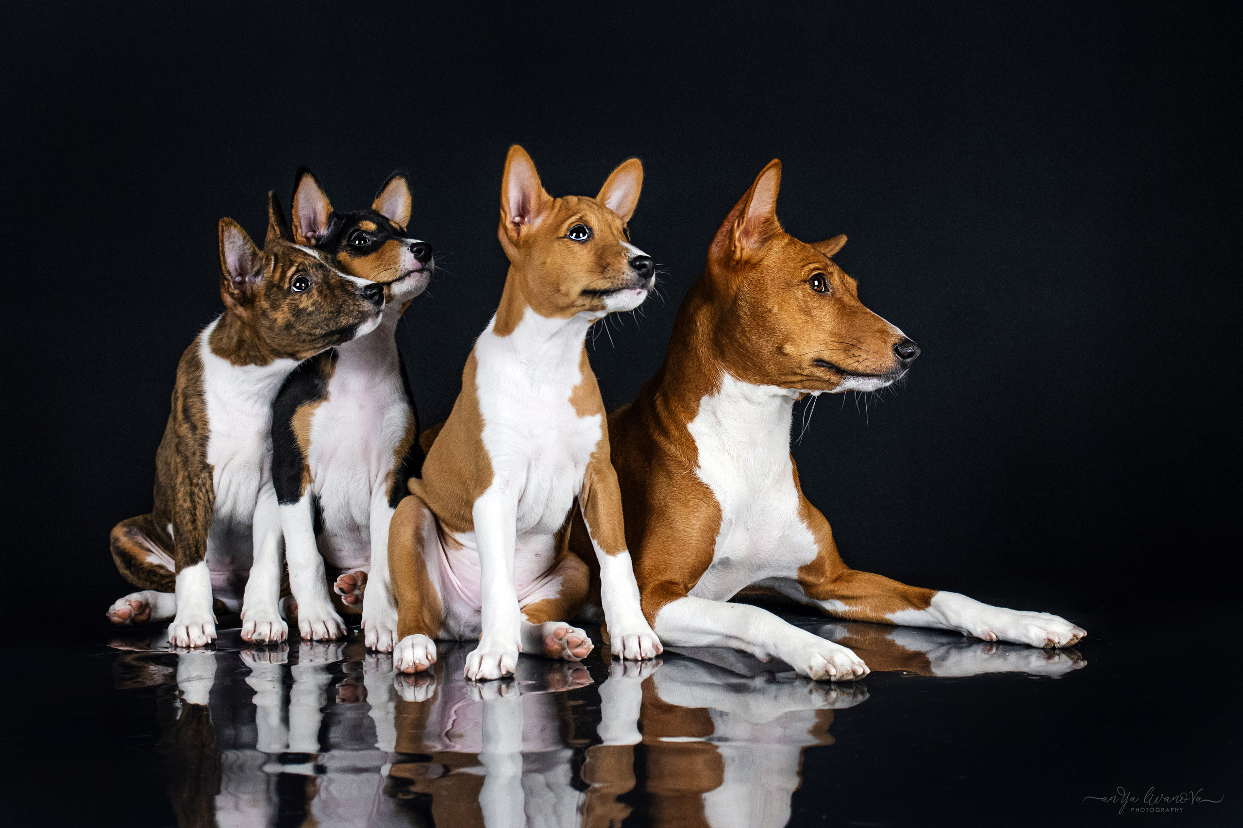 Басенджи. Фотограф анималист Аня Ливанова | Рыбинск