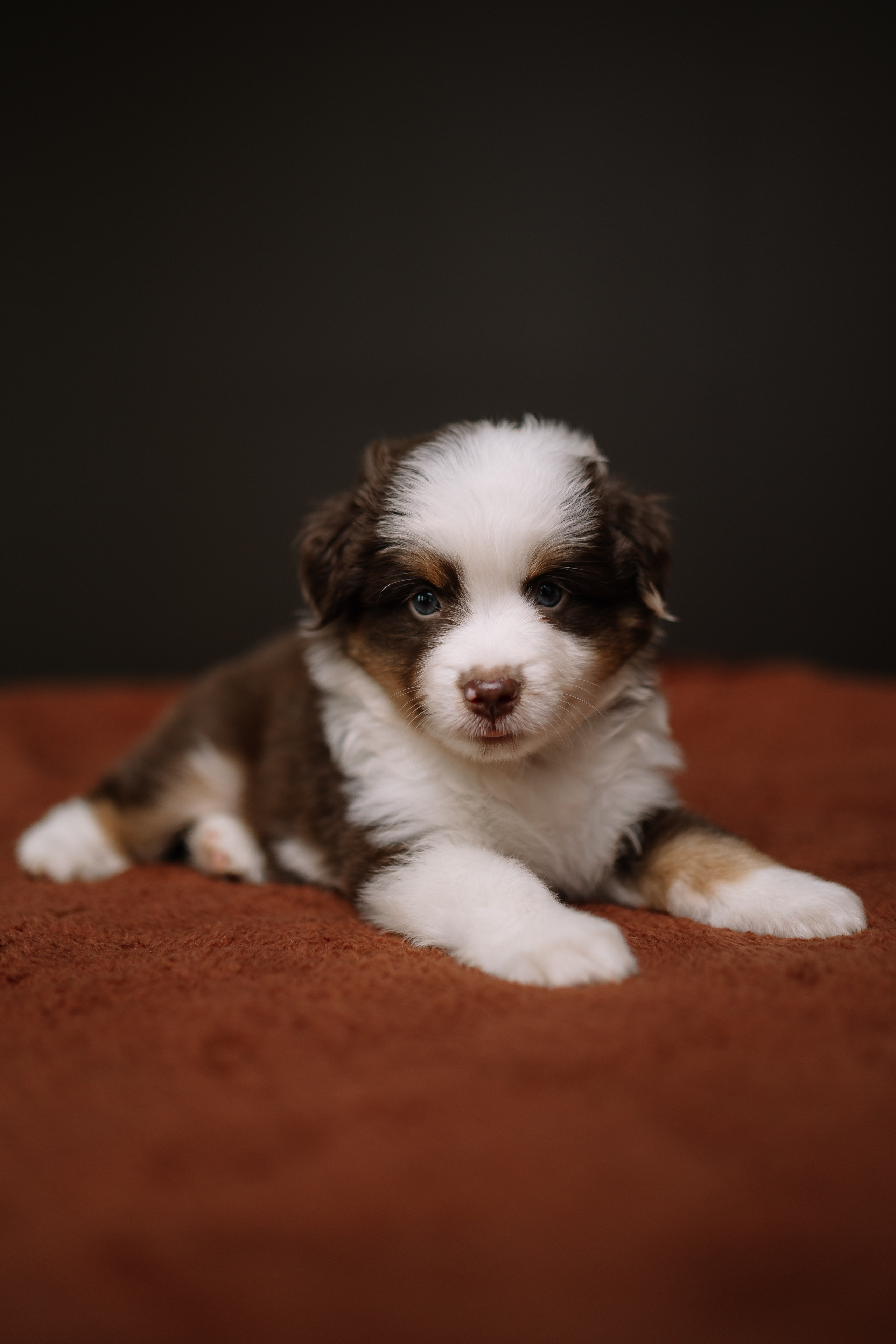 Щенки Миниатюрной американской овчарки. В студии. Фотограф Александра Кузнецова
