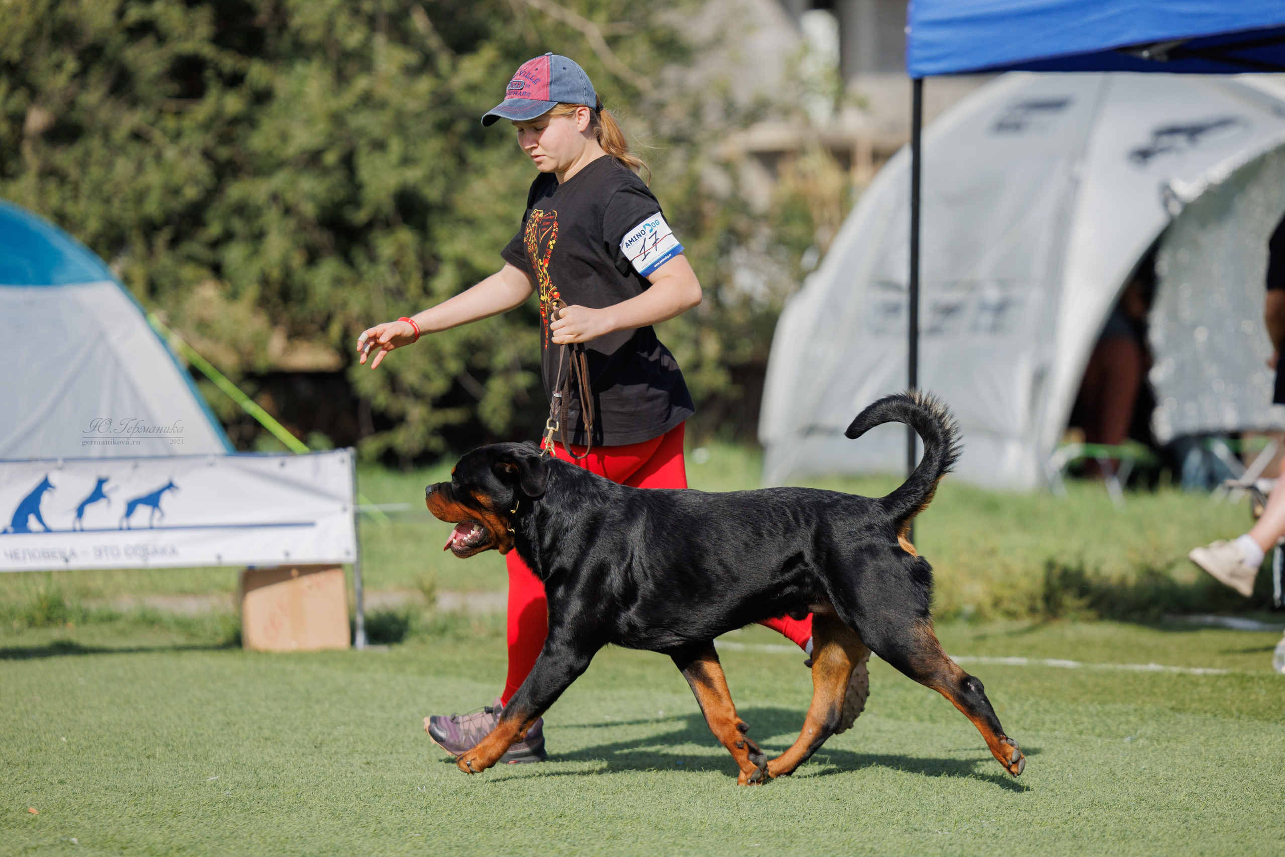Анапа ротвейлеры 14-15.09.2024. Фотограф-анималист Юлия Германика
