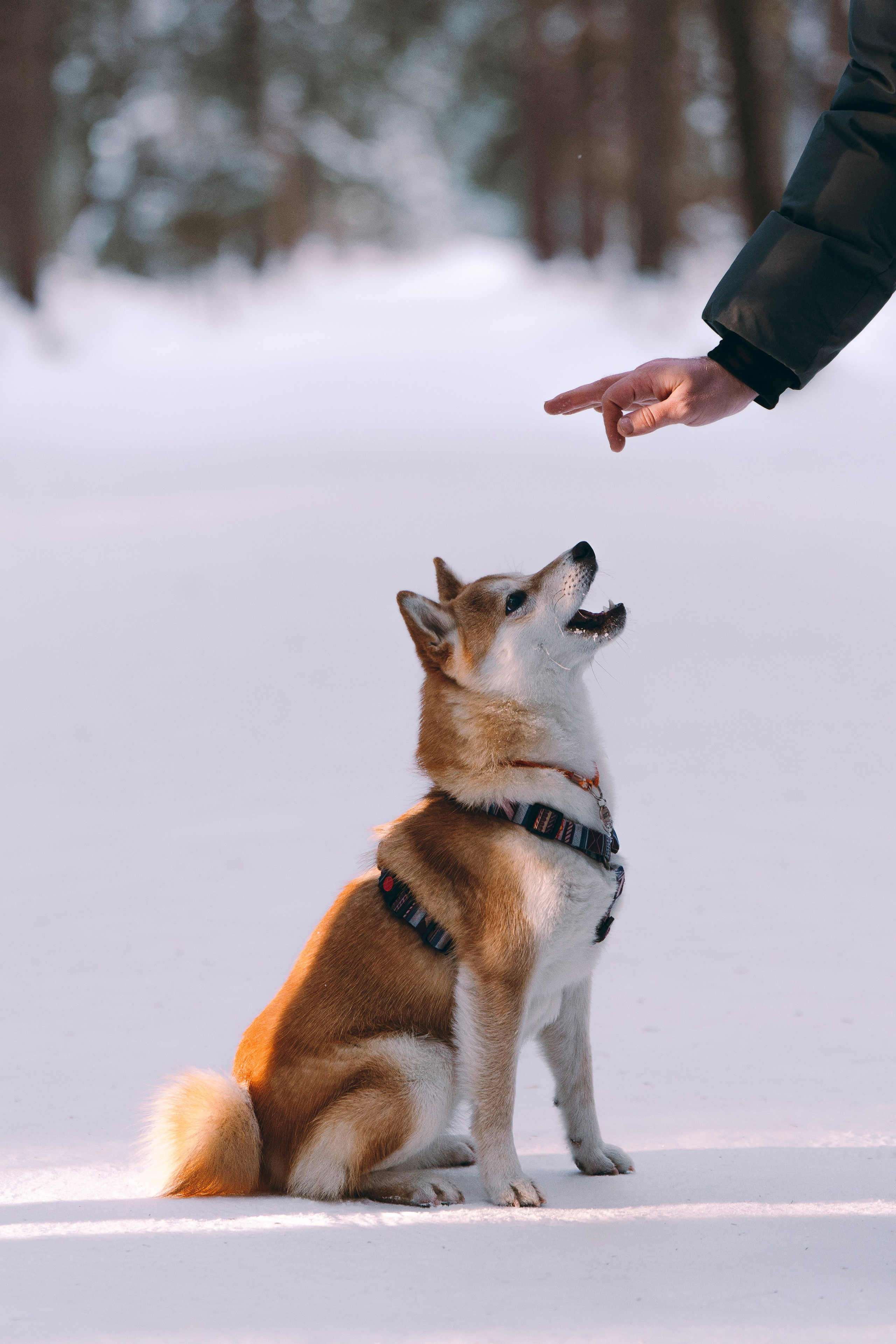 Каори, Анна и Антон. Фотограф анималист в Спб недорого Олеся Майорова