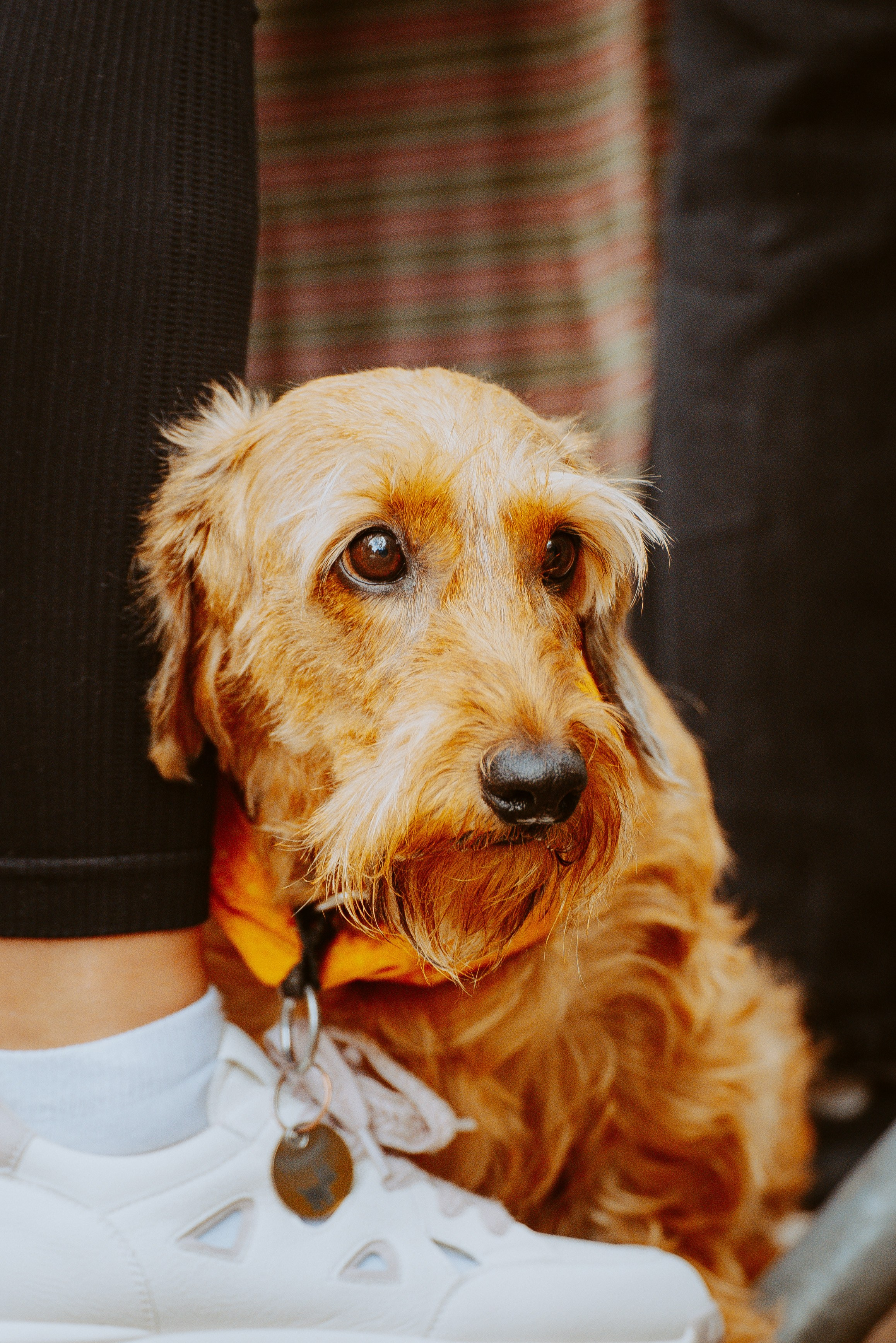 Такспарад. Фотограф анималист в Спб недорого Олеся Майорова