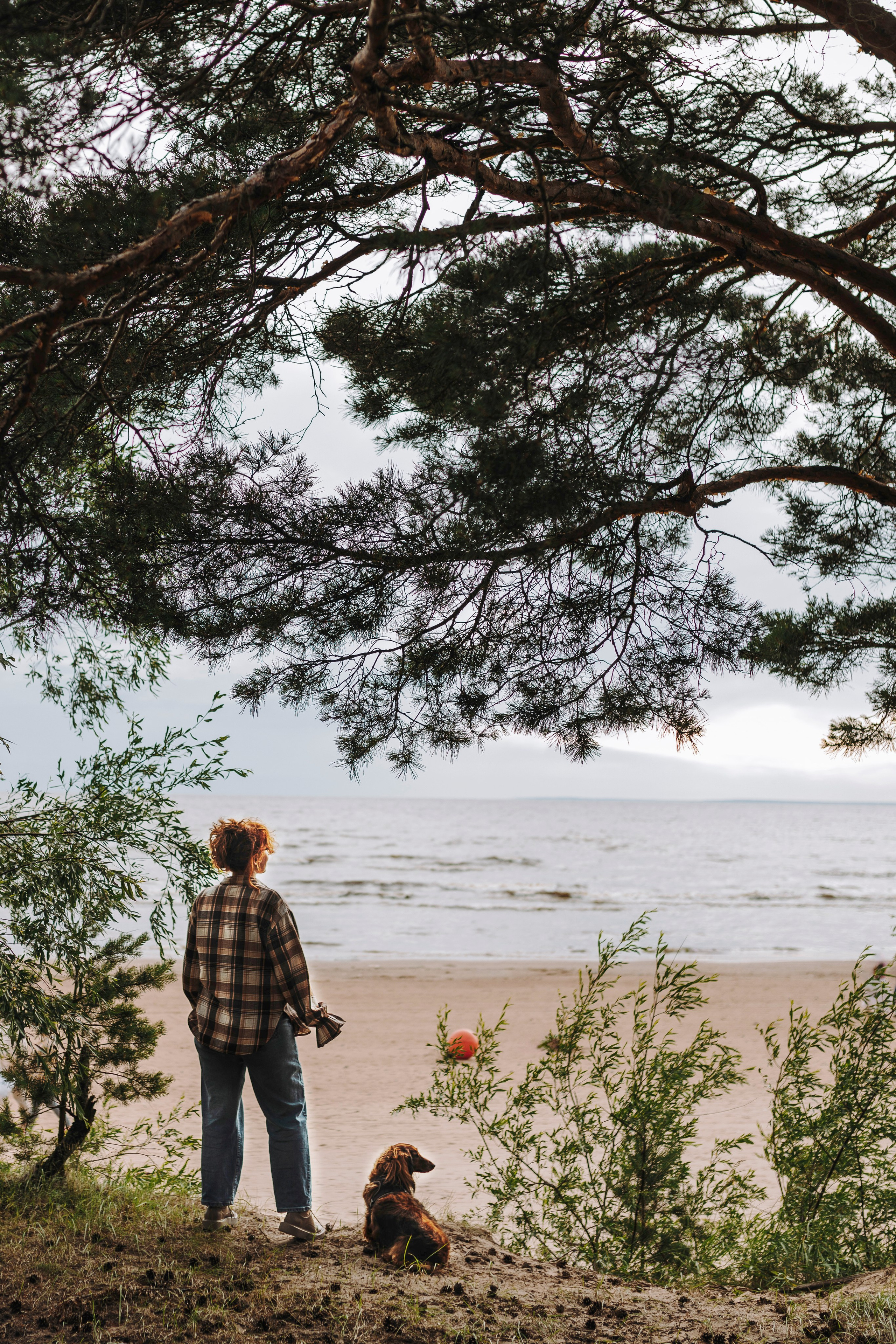 Фотосессия с длиношерстной таксой на пляжн. Фотограф анималист в Спб недорого Олеся Майорова