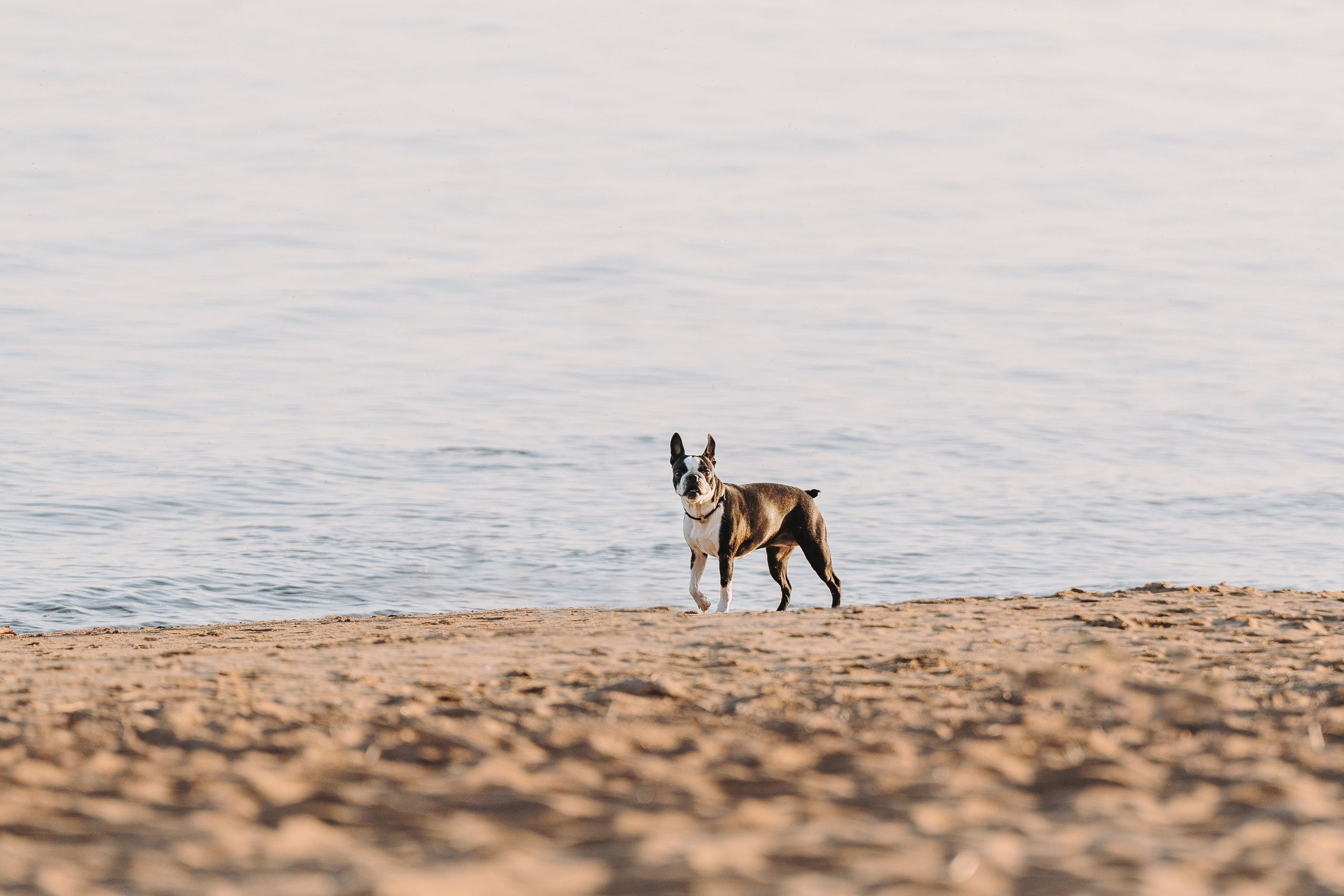 Анаита и Дора. Фотограф анималист в Спб недорого Олеся Майорова