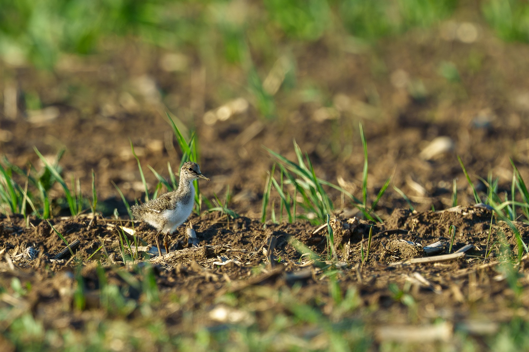 Удивительные мир птиц. Вокруг нас столько прекрасного — присмотритесь!. Ваш личный фотограф Марина Волкова