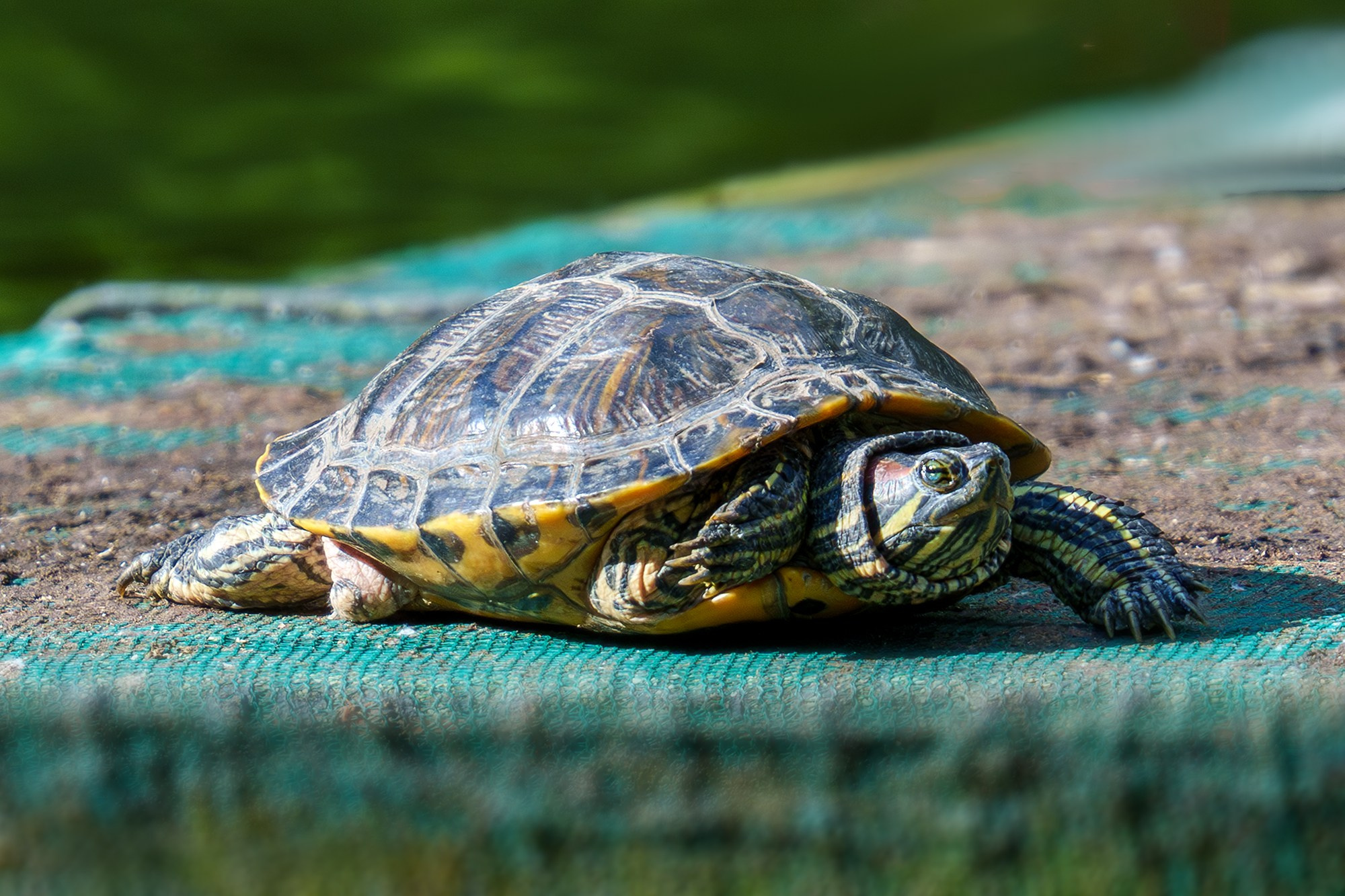 Животные. Ваш личный фотограф Марина Волкова