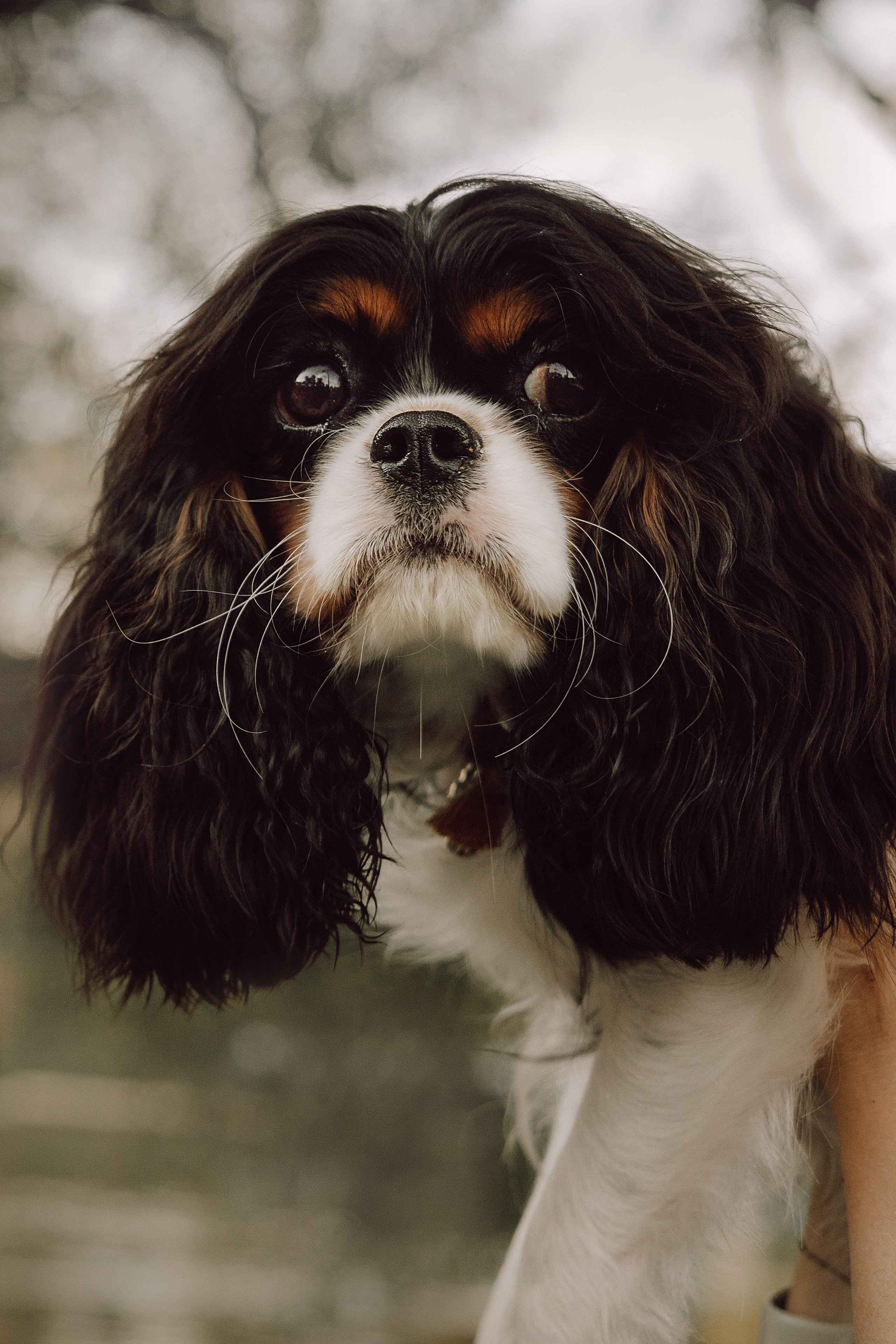 Один день из жизни Стеши и её родных. Фотограф — анималист •love-story•|Санкт-Петербург
