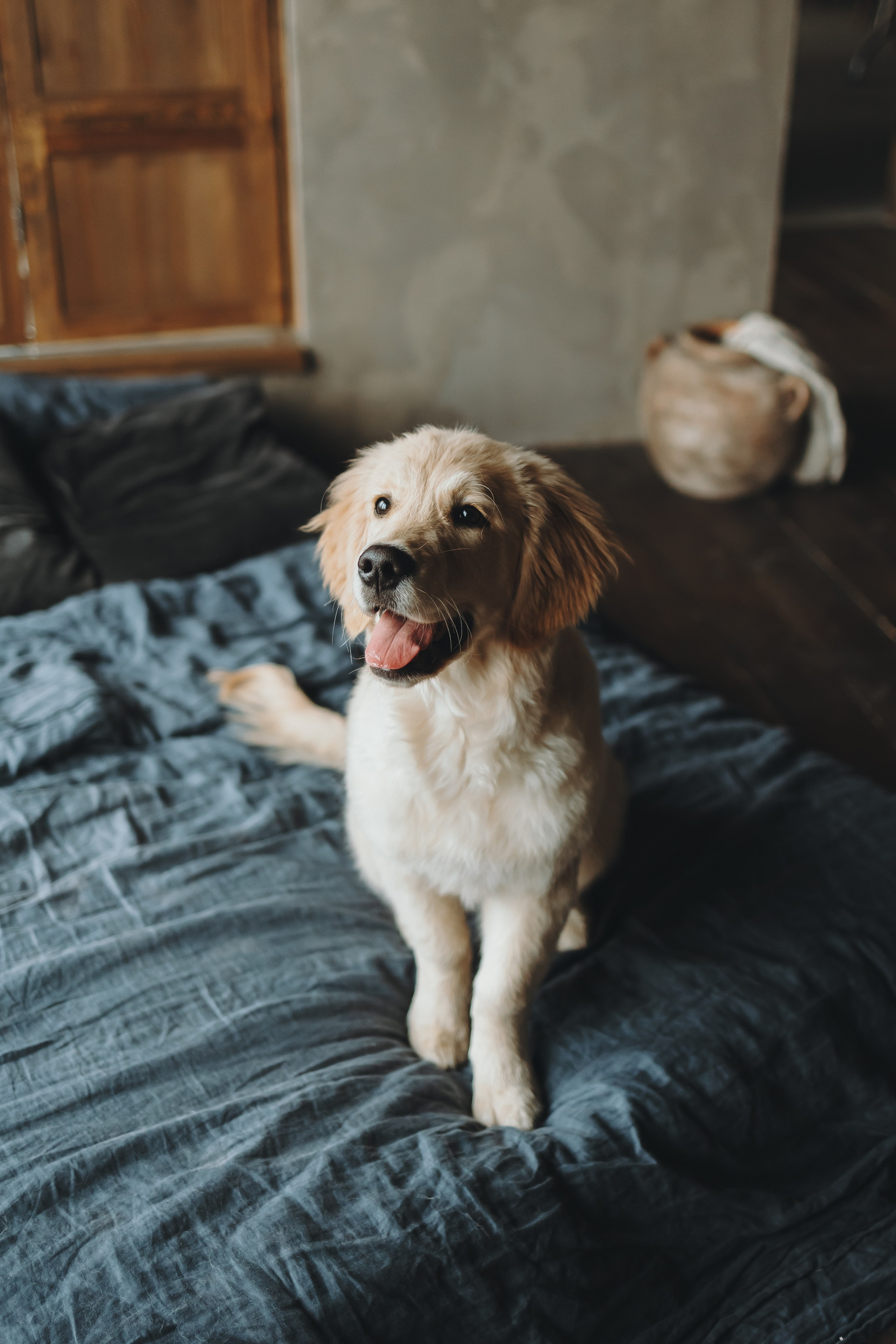 Настя, Арчи и Арагон. Фотограф-анималист в Санкт-Петербурге Алина Яхонт