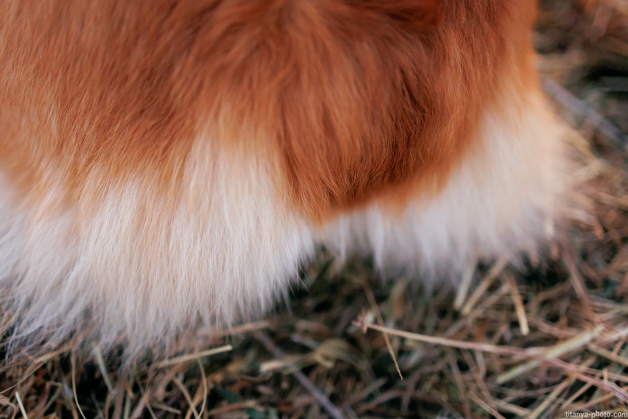 Собака на сене. Фотограф собак, фотограф-анималист Аня Титова (Titanya). Москва