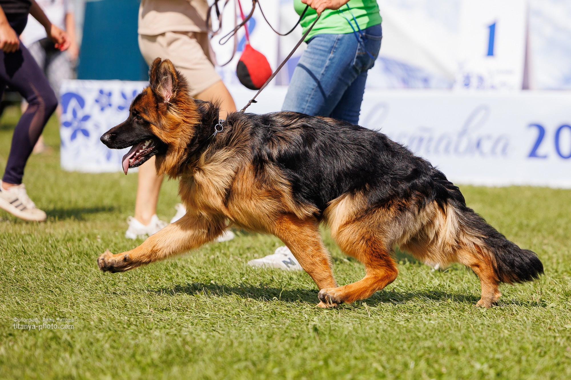 Немецкие овчарки: фото из рингов и вне ринга, мутпроба (фотографии с выставок). Фотограф собак, фотограф-анималист Аня Титова (Titanya). Москва