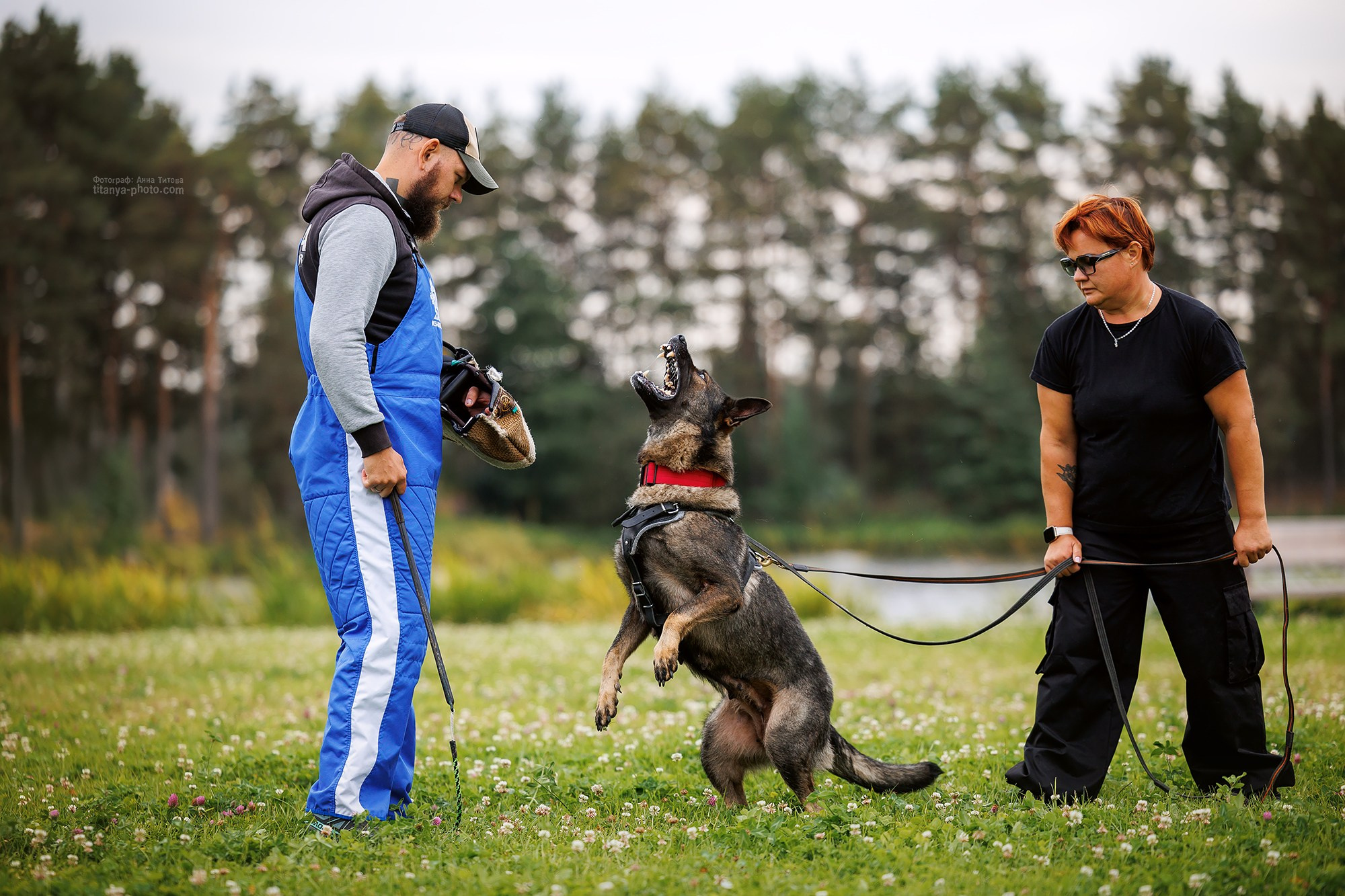 Тренировка по защите в питомнике немецких овчарок «Легенда Волги». Фотограф собак, фотограф-анималист Аня Титова (Titanya). Москва