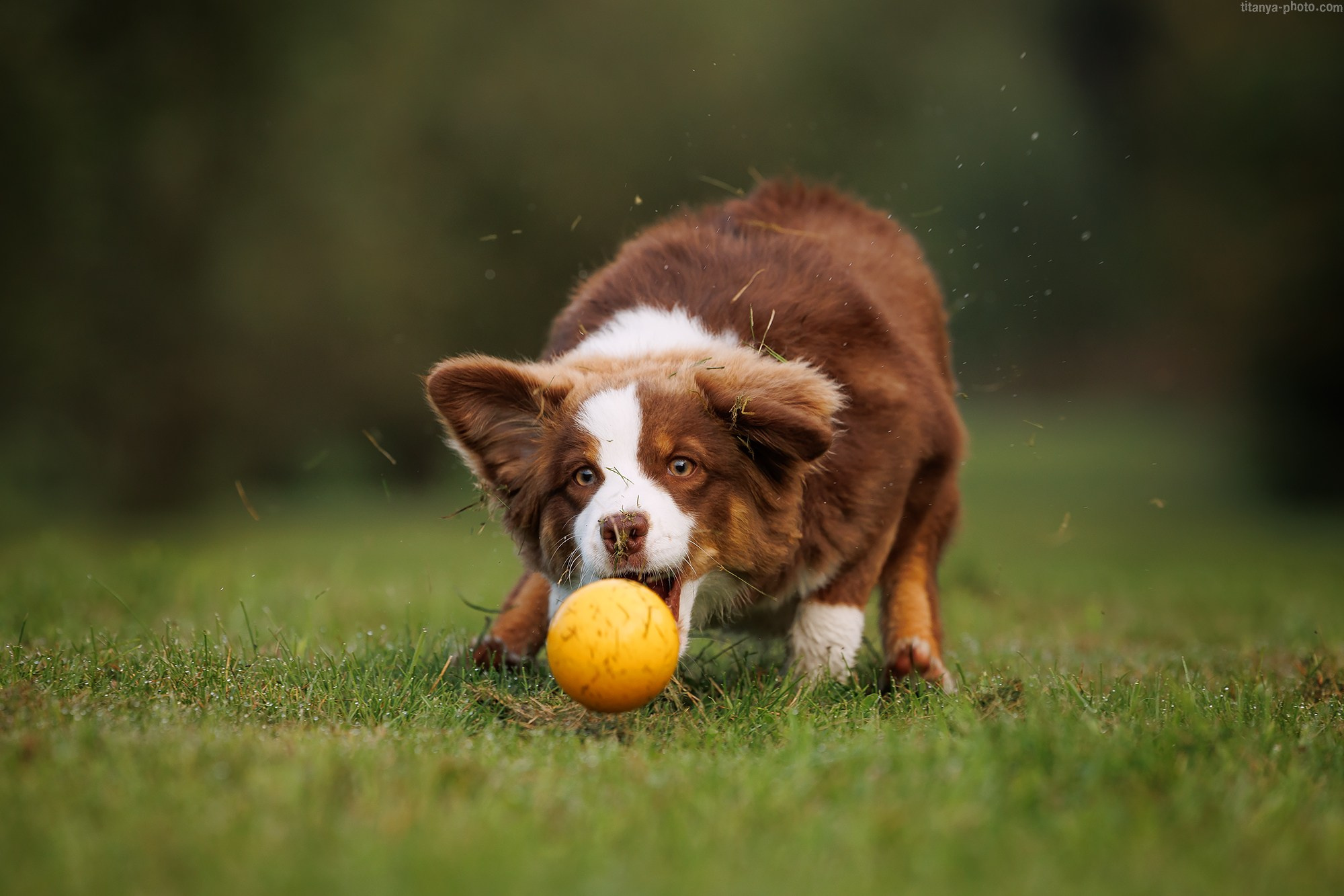 Фотография собак, фотограф-анималист Москва. Фотограф собак, фотограф-анималист Аня Титова (Titanya). Москва