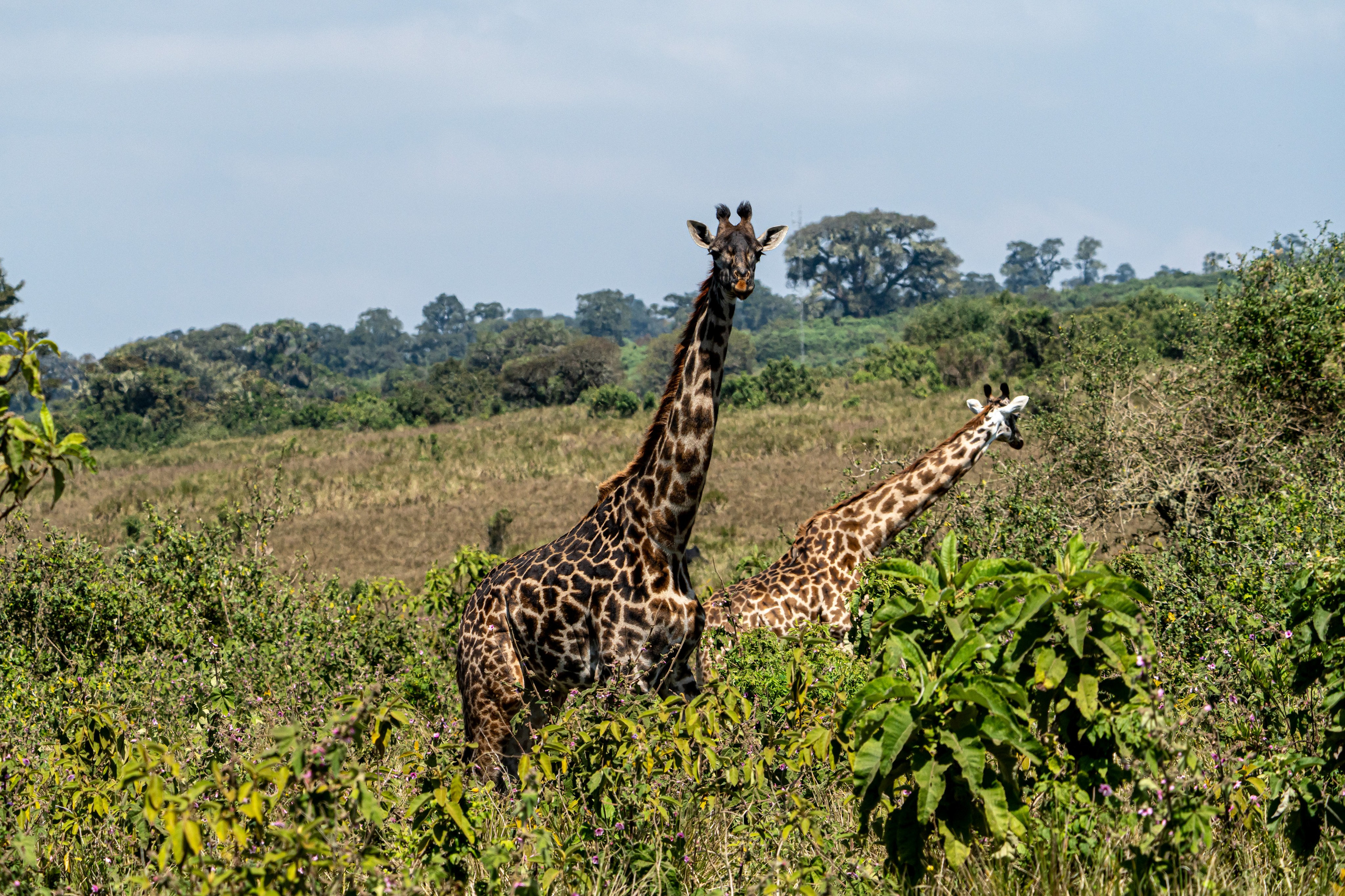 Танзания, сафари, 2025. Творческие сьемки